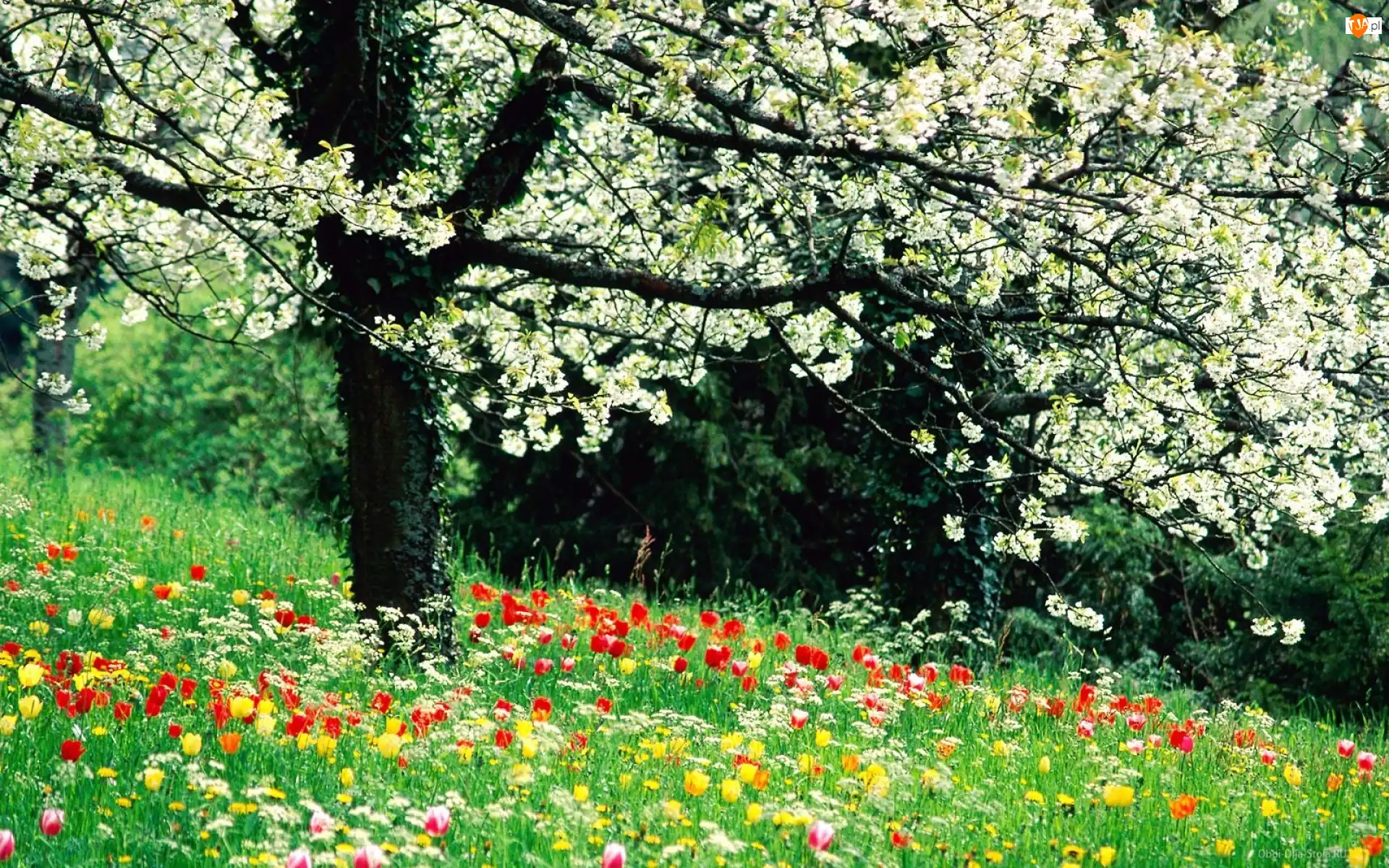 Trawa, Wiosna, Drzewo, Kwitnące, Kwiaty