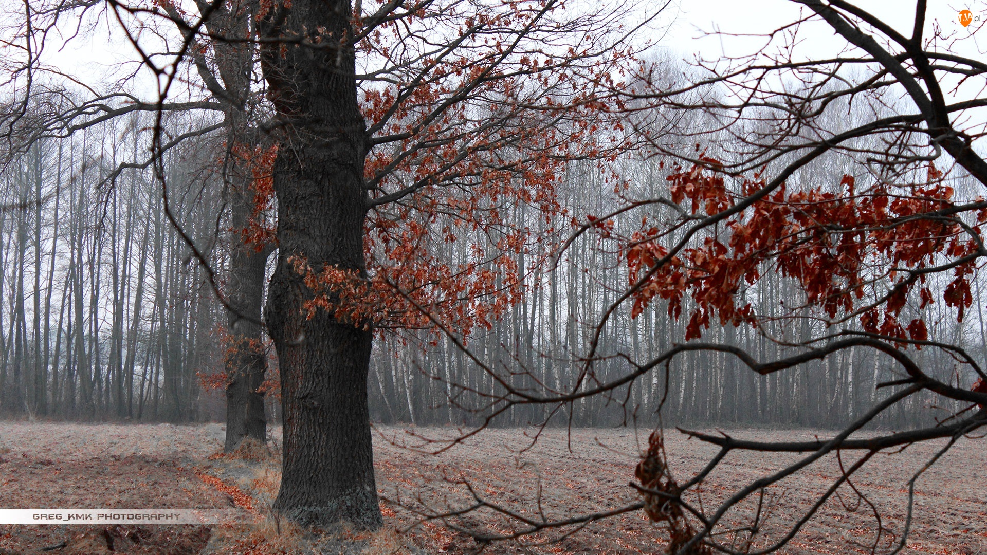 Drzewa, Zima, Pole, Jesień