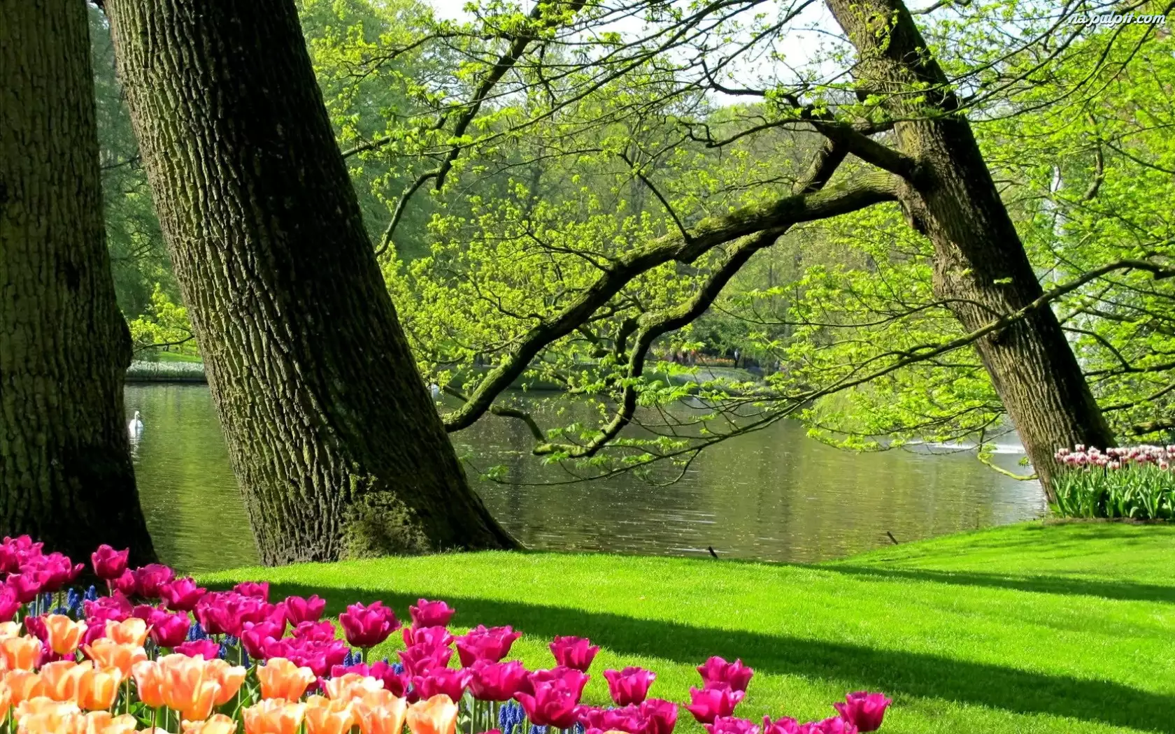 Tulipany, Wiosna, Łabędzie, Staw, Park