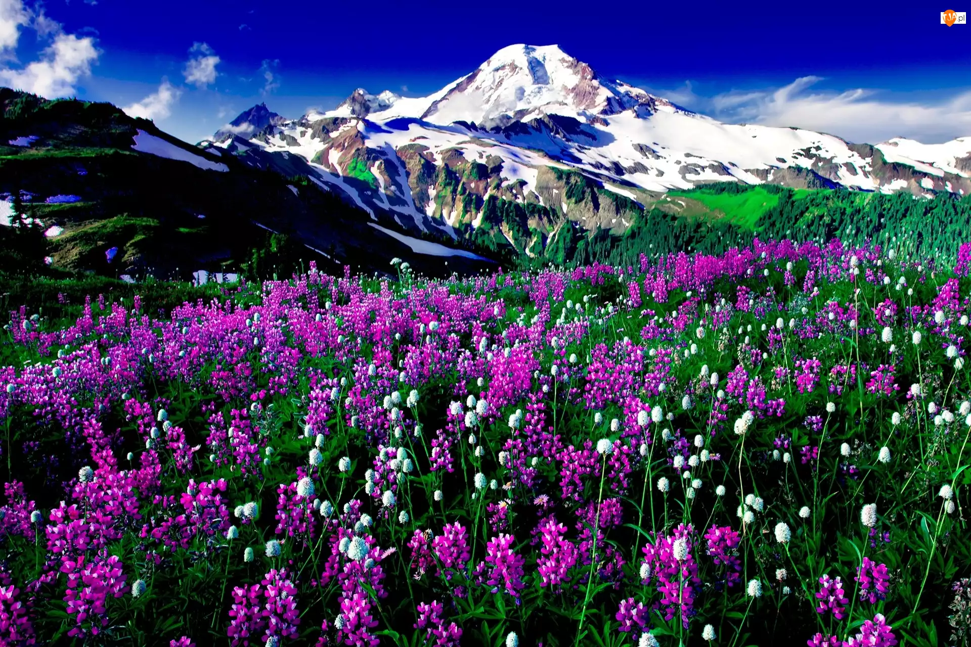 Góry, Kwiaty, Purpurowo, Białe