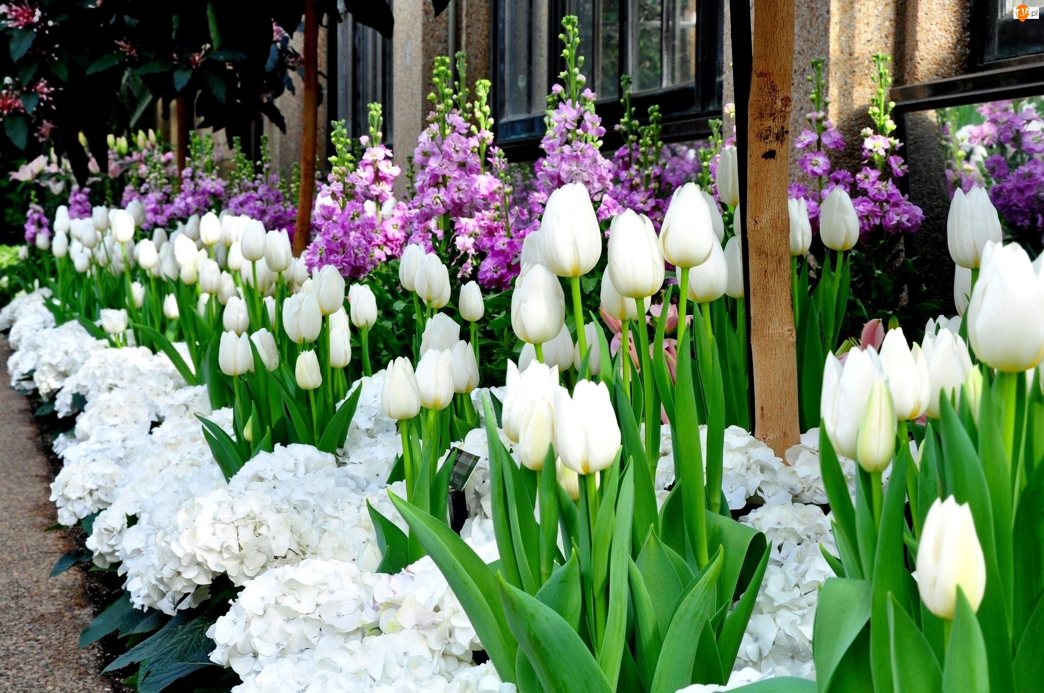 Białe, Rabatka, Tulipany, Kwiaty