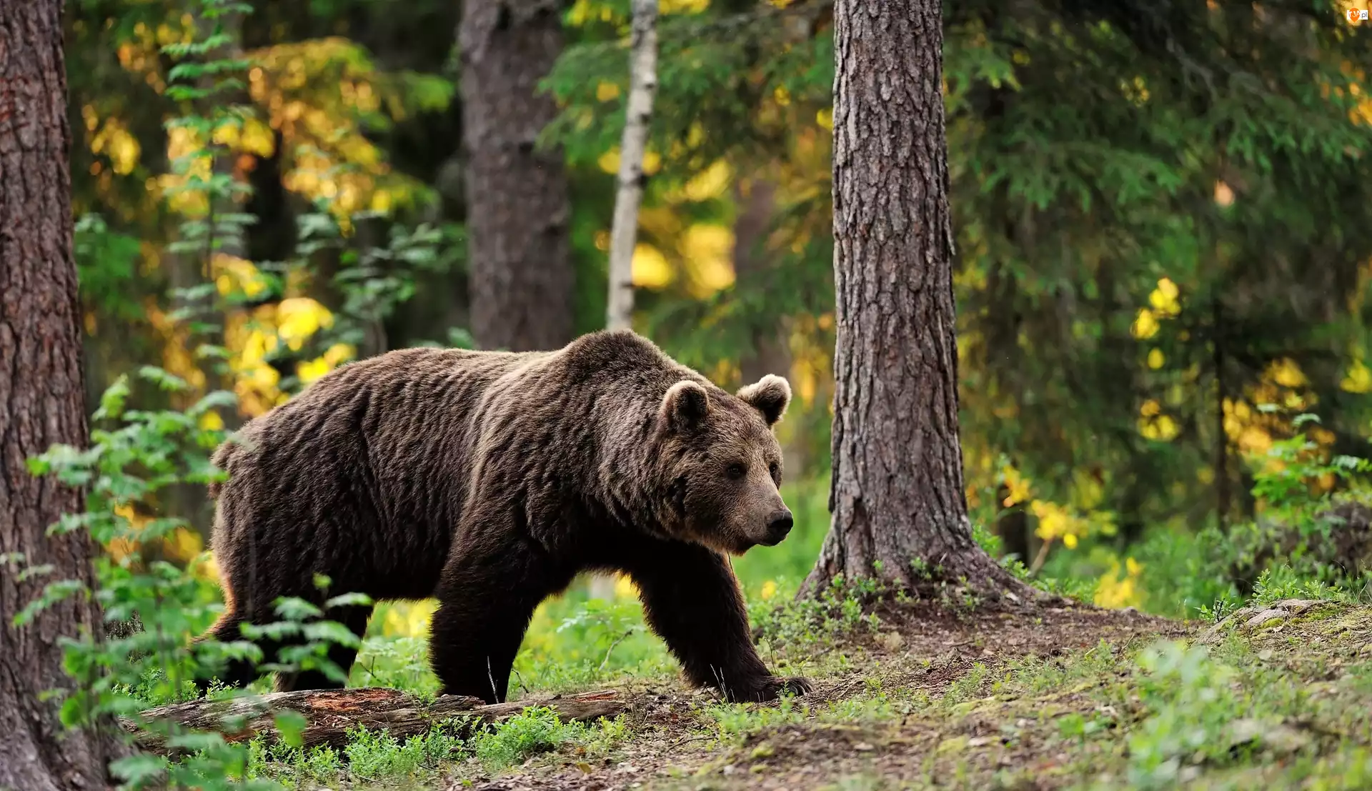 Niedźwiedź Brunatny, Las