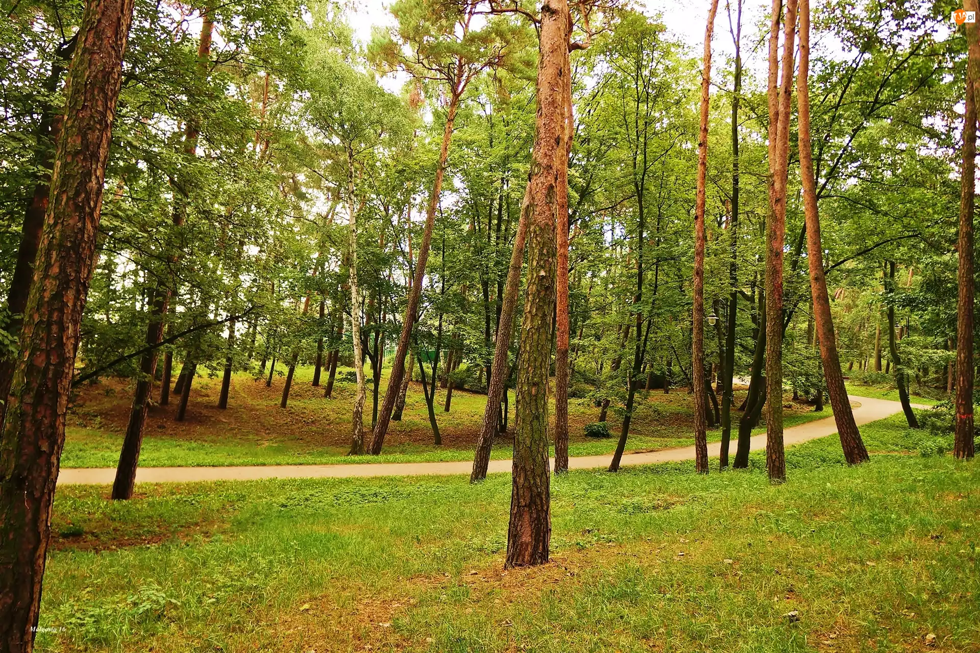 Alejka, Park, Drzewa