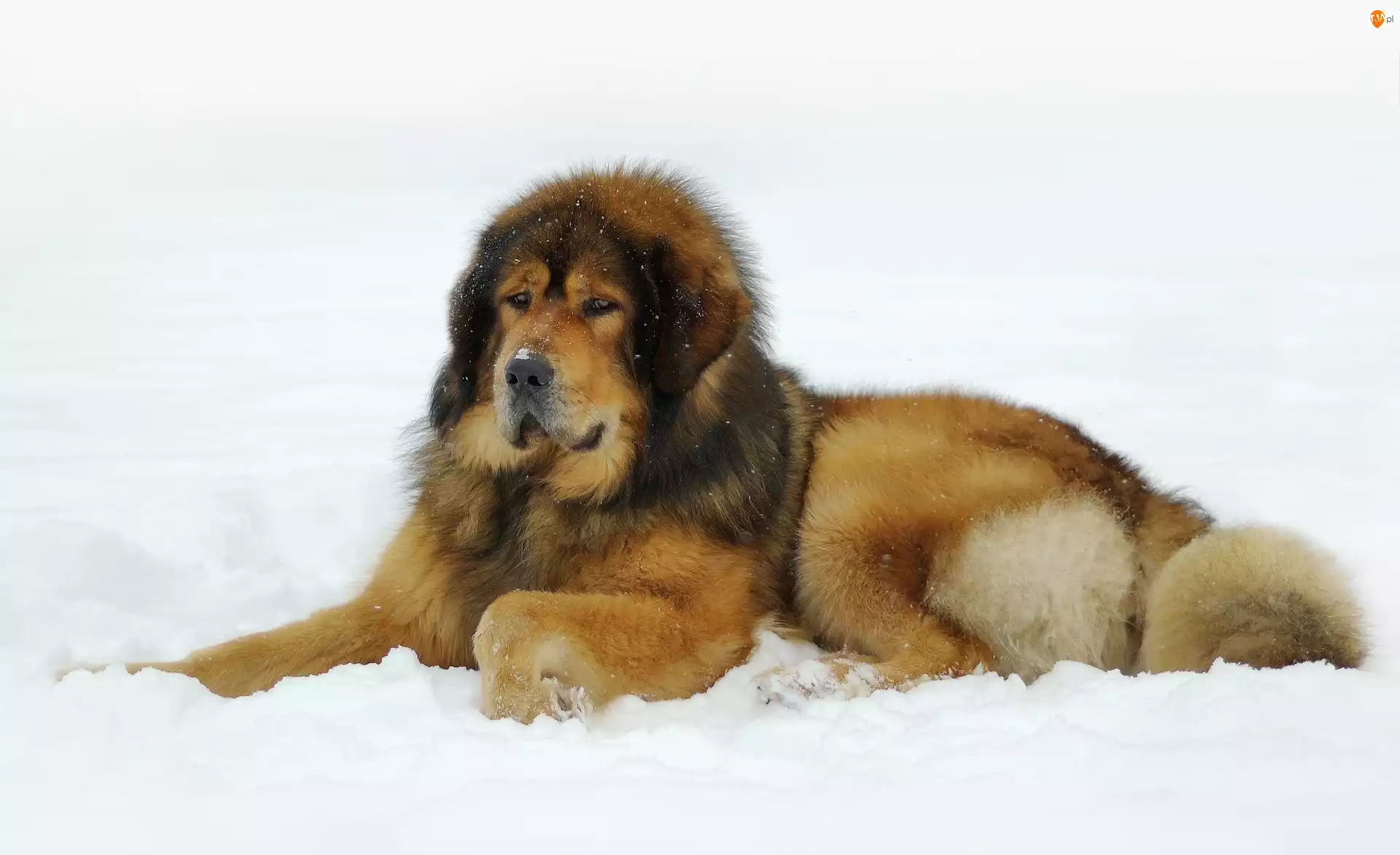 Śnieg, Pies, Mastif tybetański, Zima