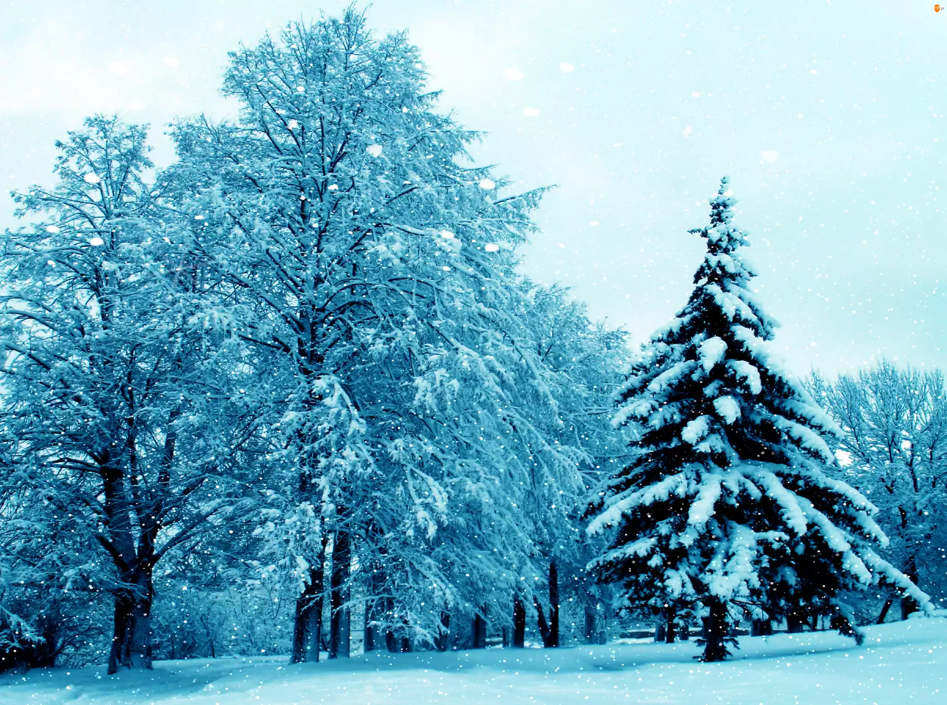 Zima, W Śniegu, Las, Drzewa
