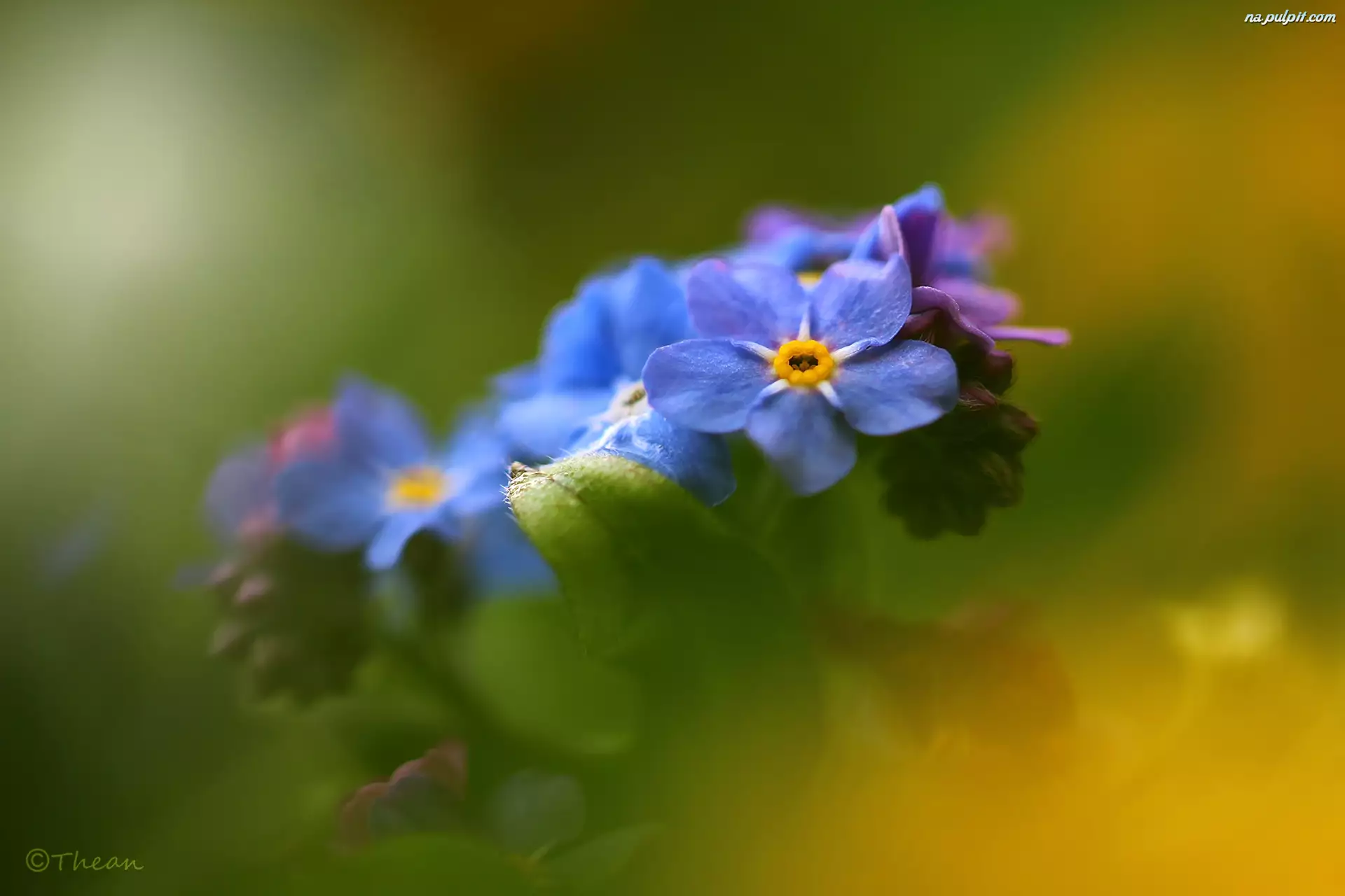 Kwiaty, Niezapominajki, Niebieskie