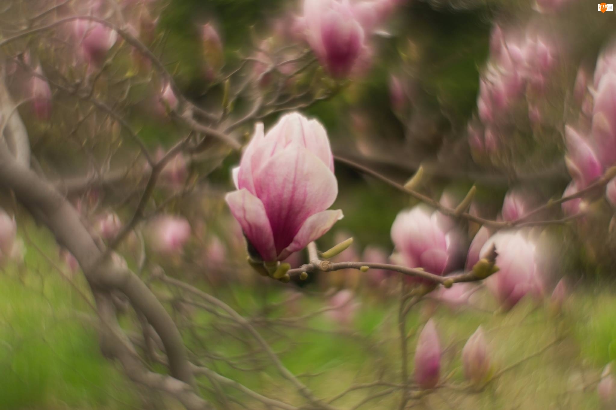Gałązki, Magnolia, Kwiat