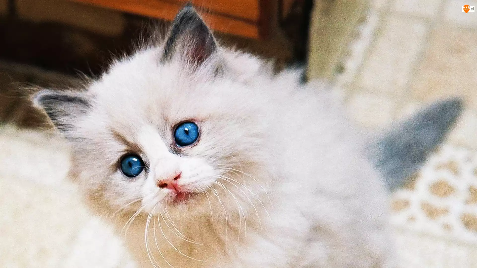 Oczy, Kotek, Ragdoll, Niebieskie