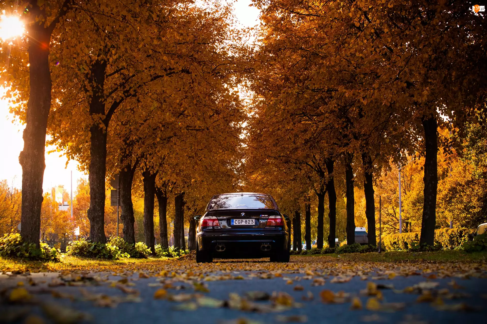 Samochód, Drzewa, Droga, Jesień, BMW