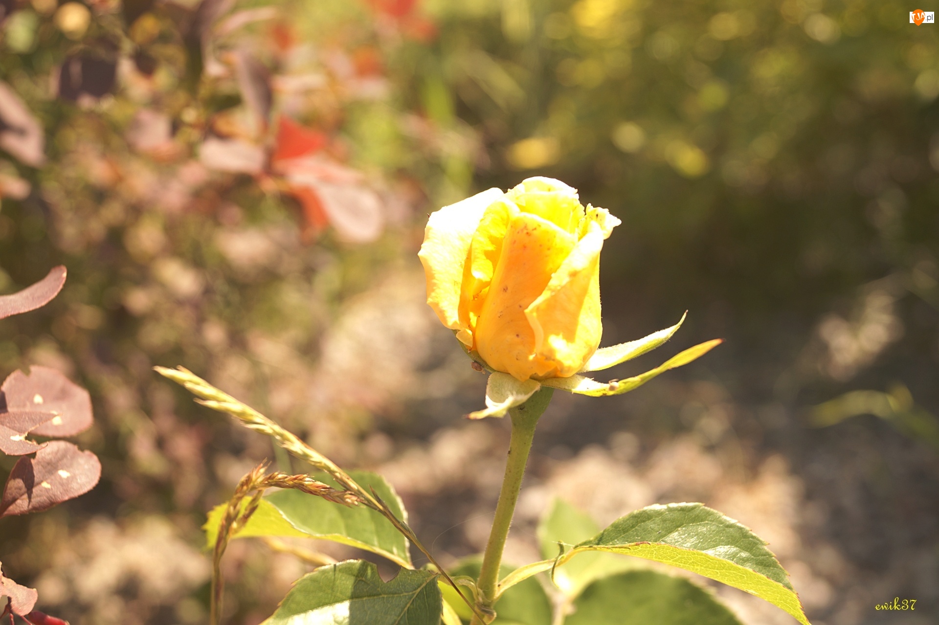 Ogród, Herbaciana, Róża