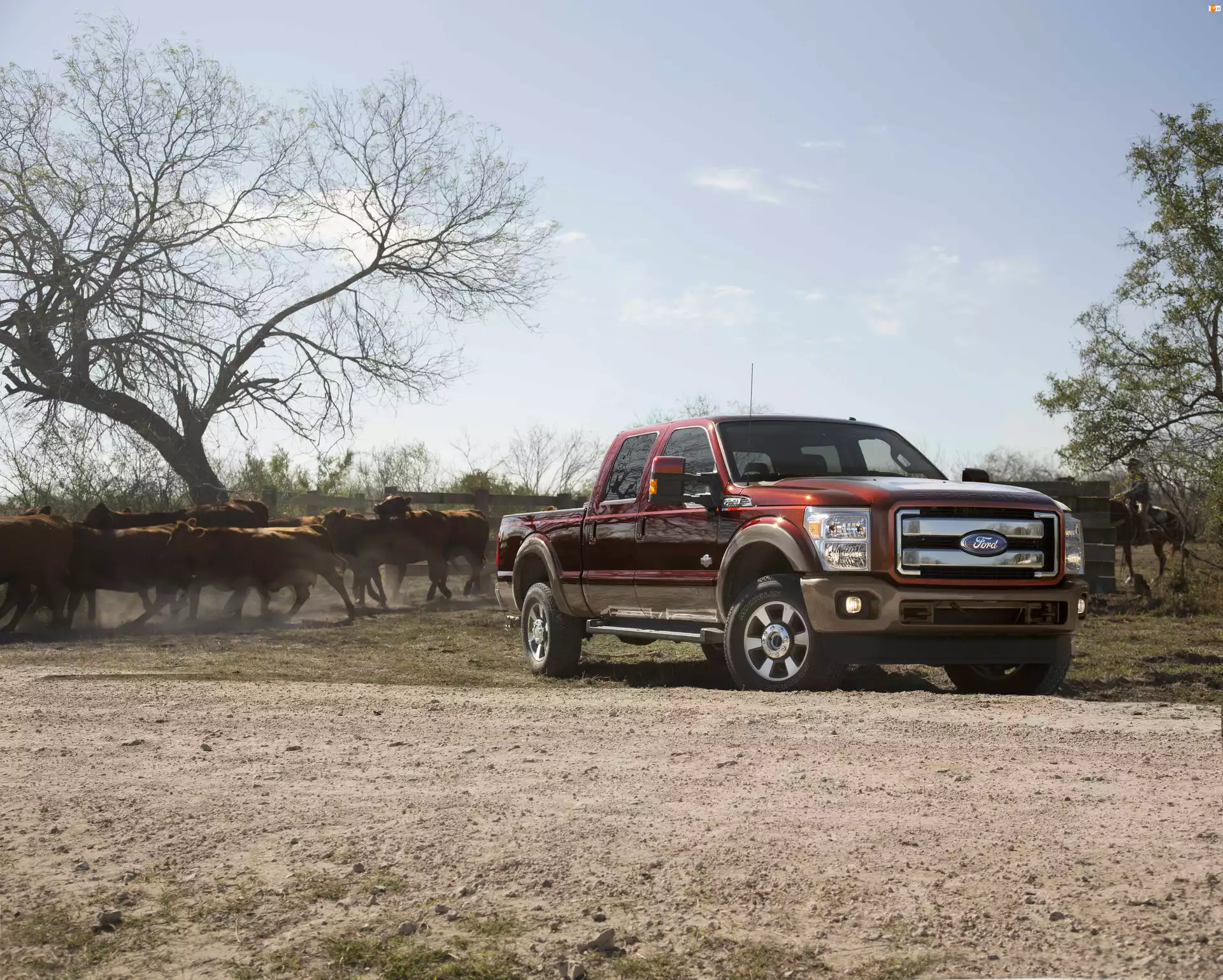 Ford, King Ranch Lineup