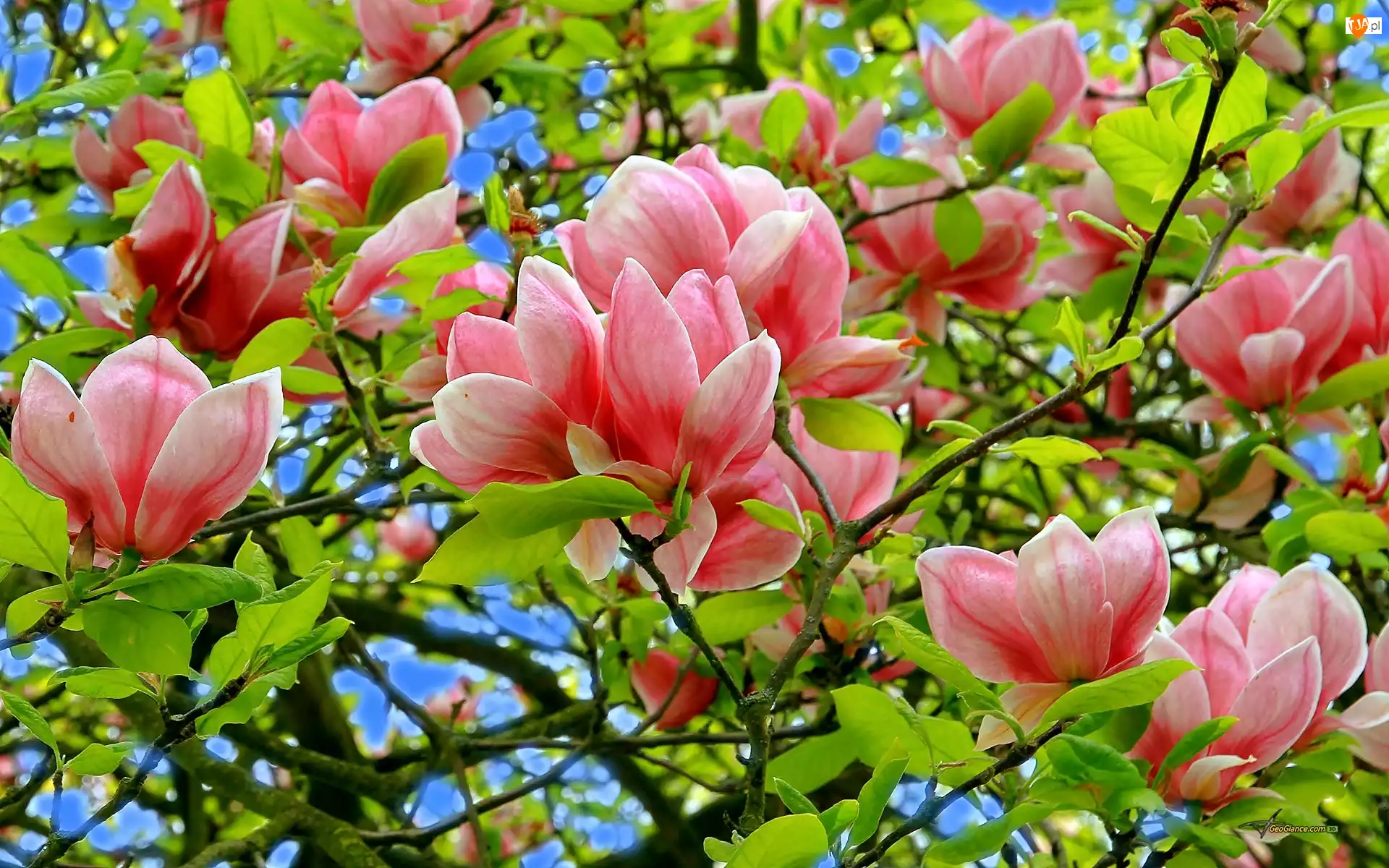Magnolia, Różowa