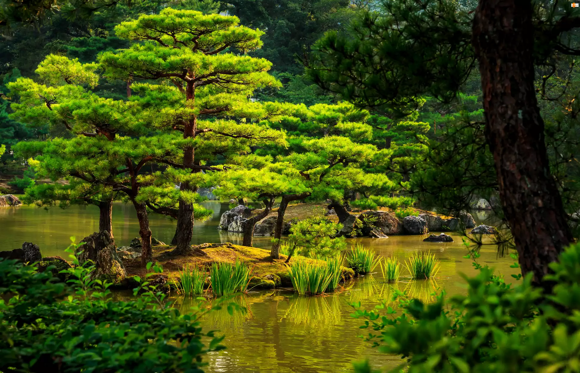 Drzewa, Japonia, Staw, Park, Kioto