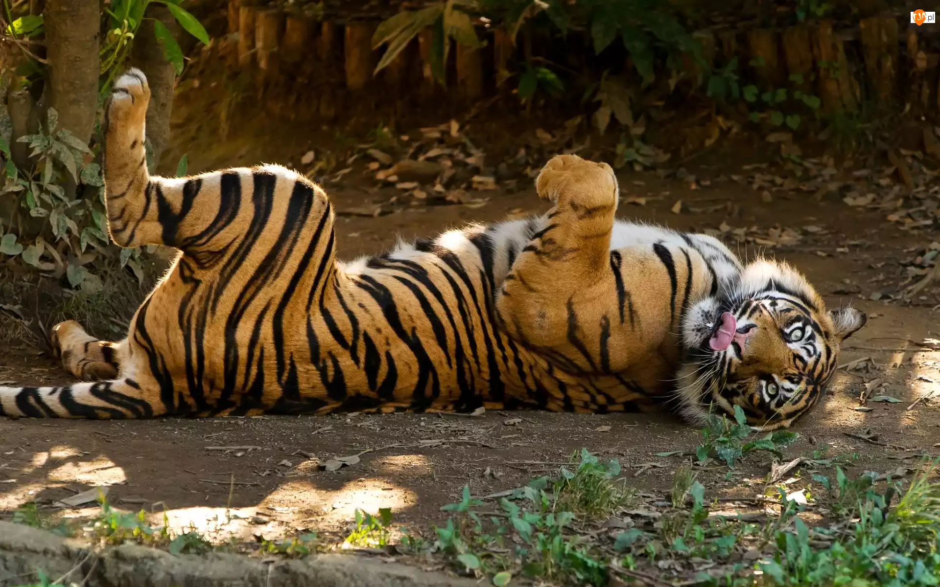 Zoo, Tygrys, Kot, Dziki, Zwierze