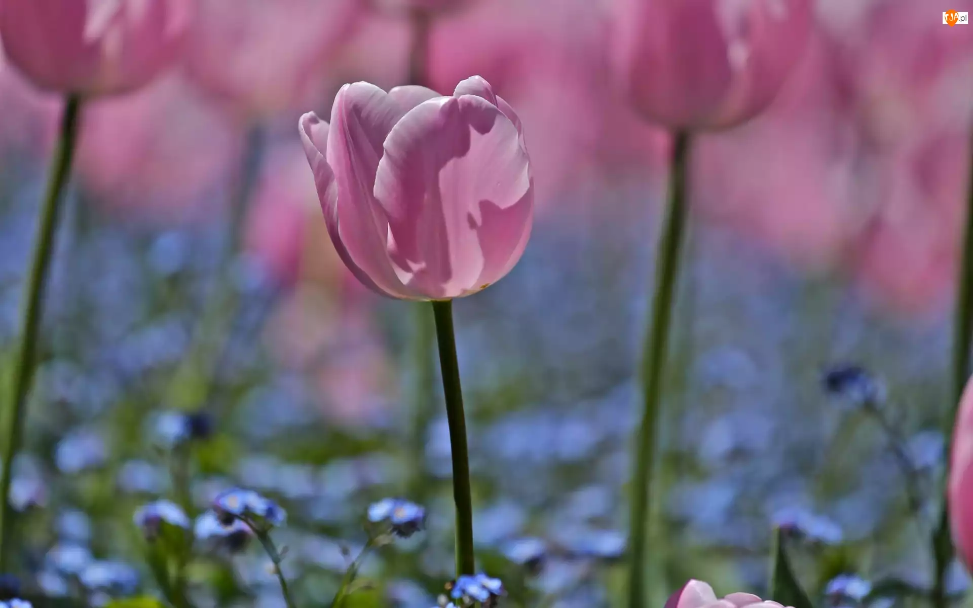 Tulipany, Makro, Różowe
