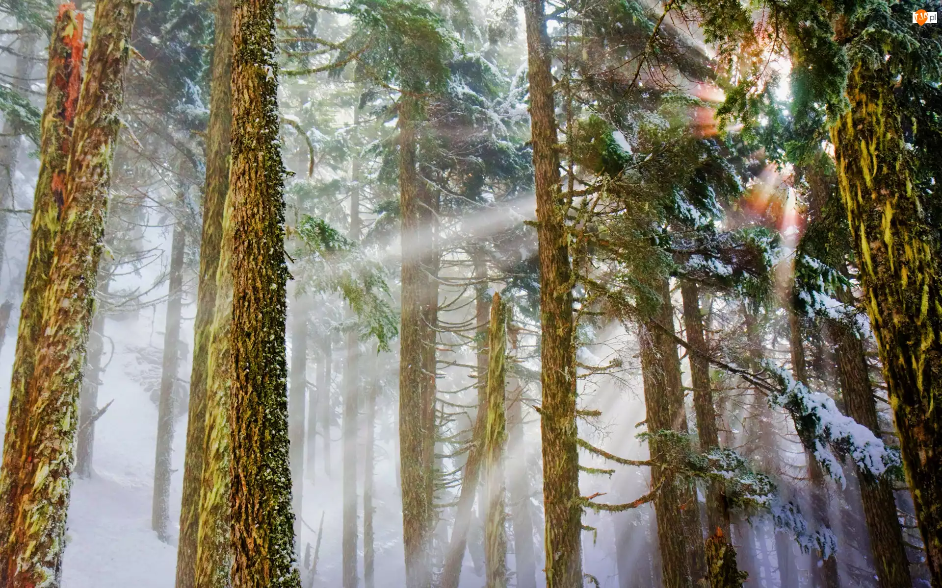 Śnieg, Drzewa, Promienie