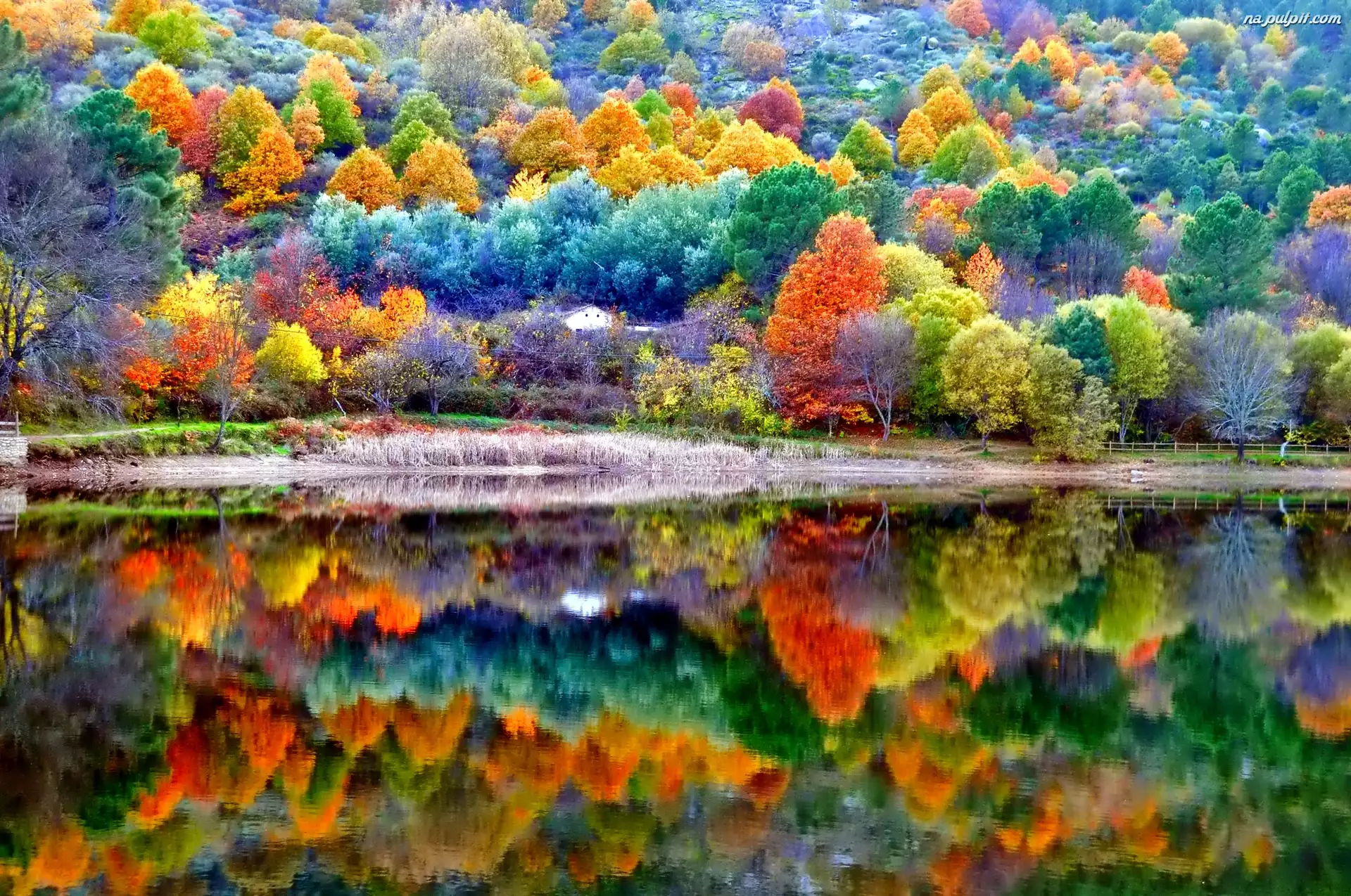 Jesień, Kolorowe, Drzewa, Jezioro
