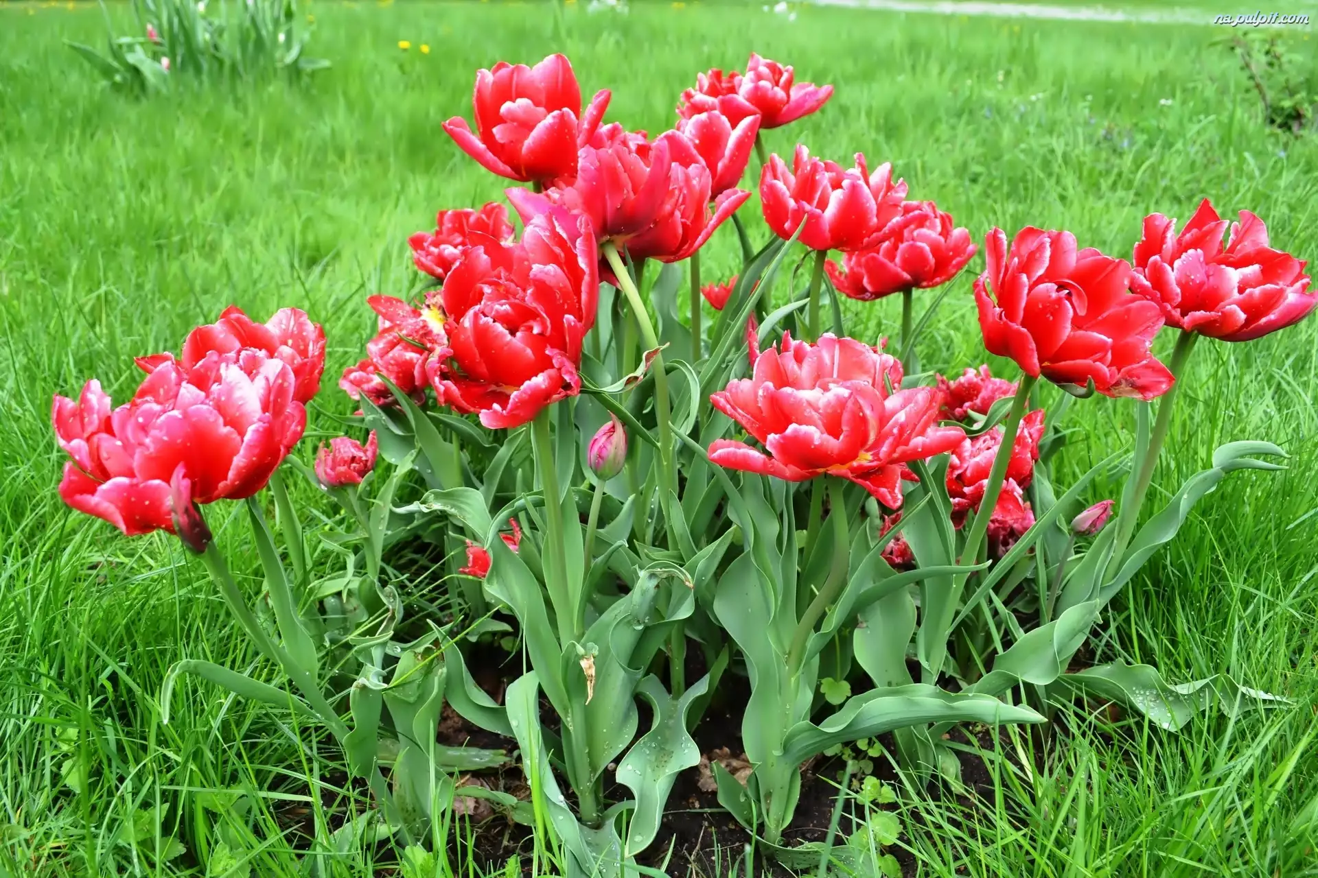 Tulipany, Wiosna, Łąka