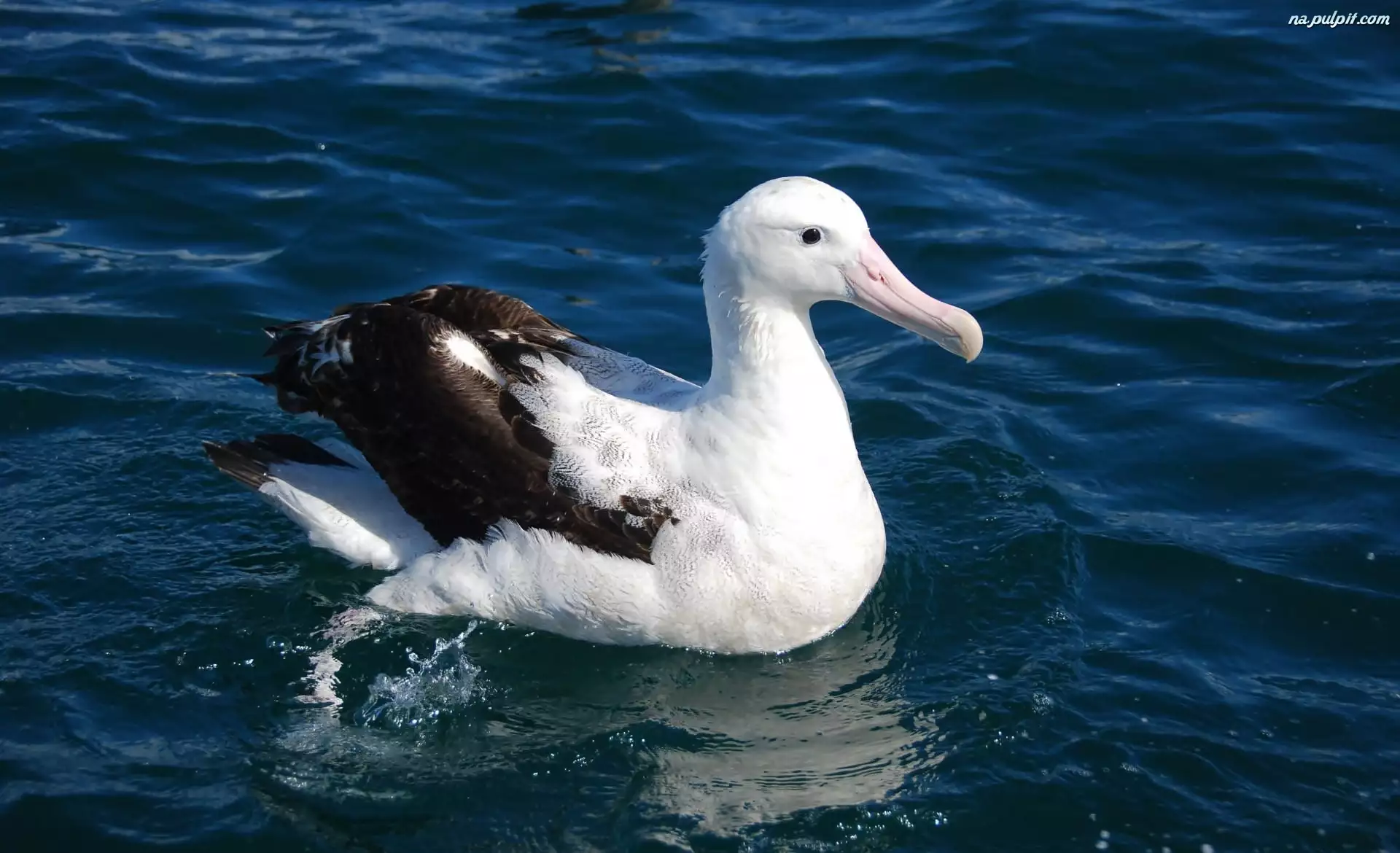 Albatros, Ocean