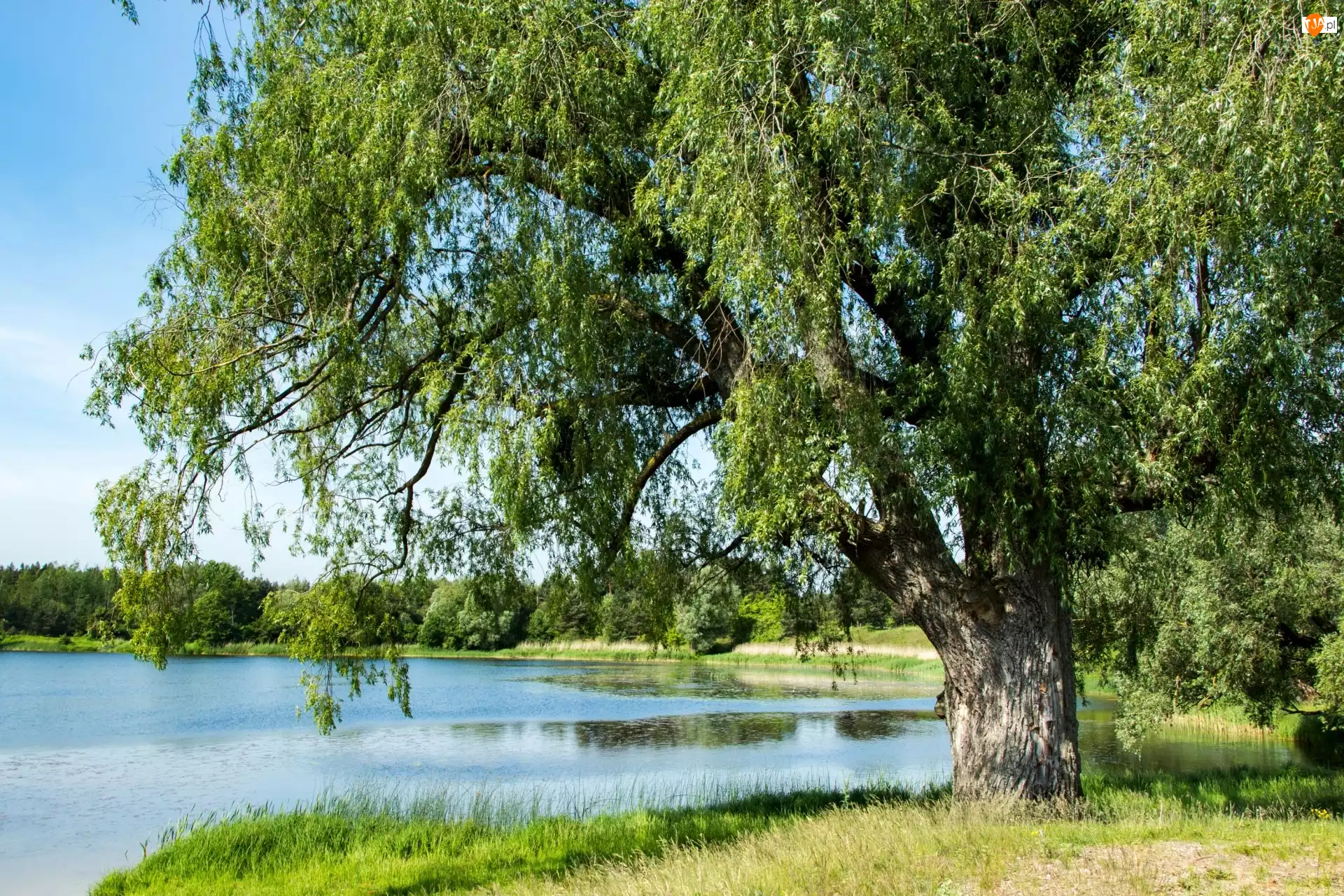 Zieleń, Jezioro, Drzewo