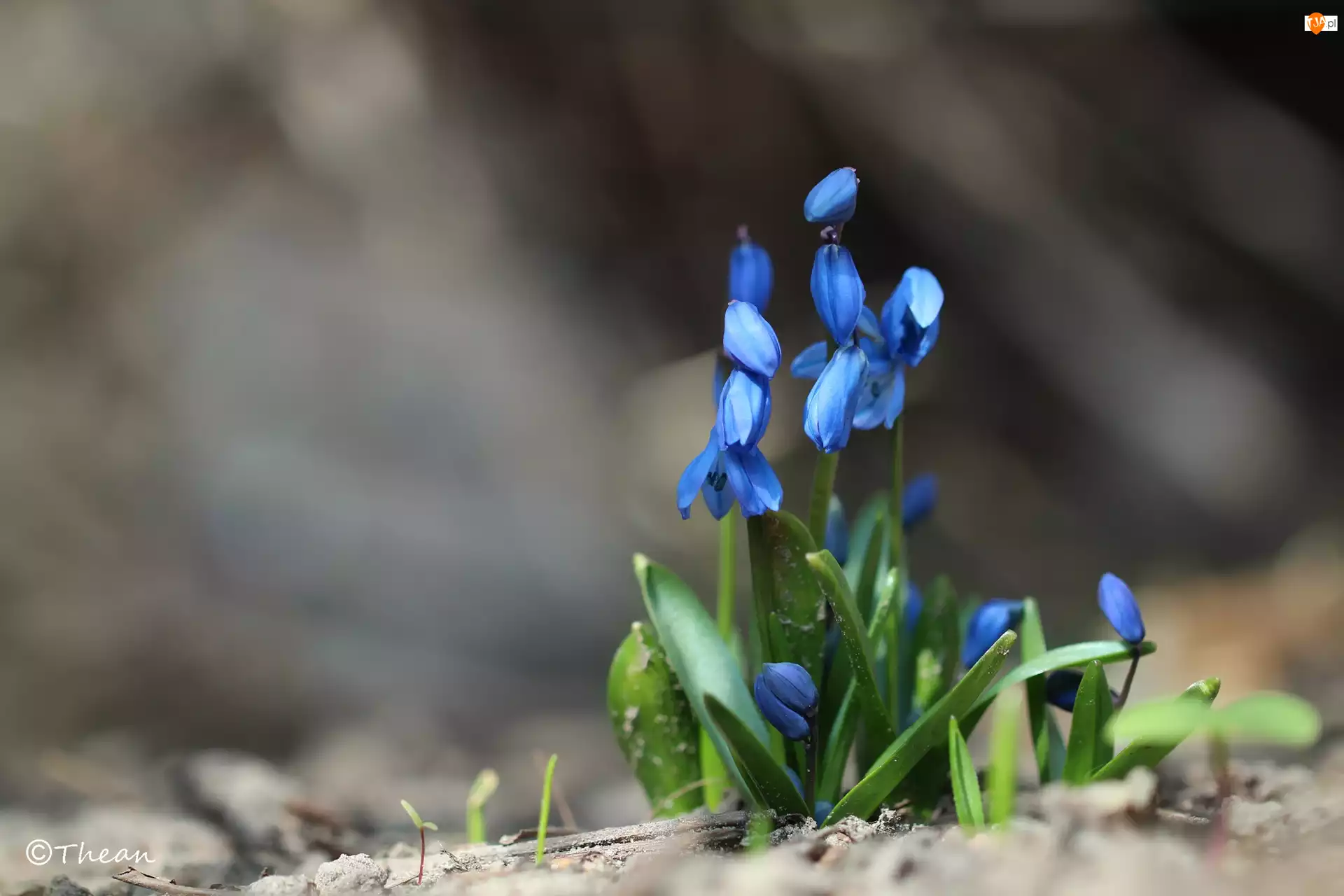 Wiosna, Cebulice Syberyjskie, Niebieskie, Kwiaty