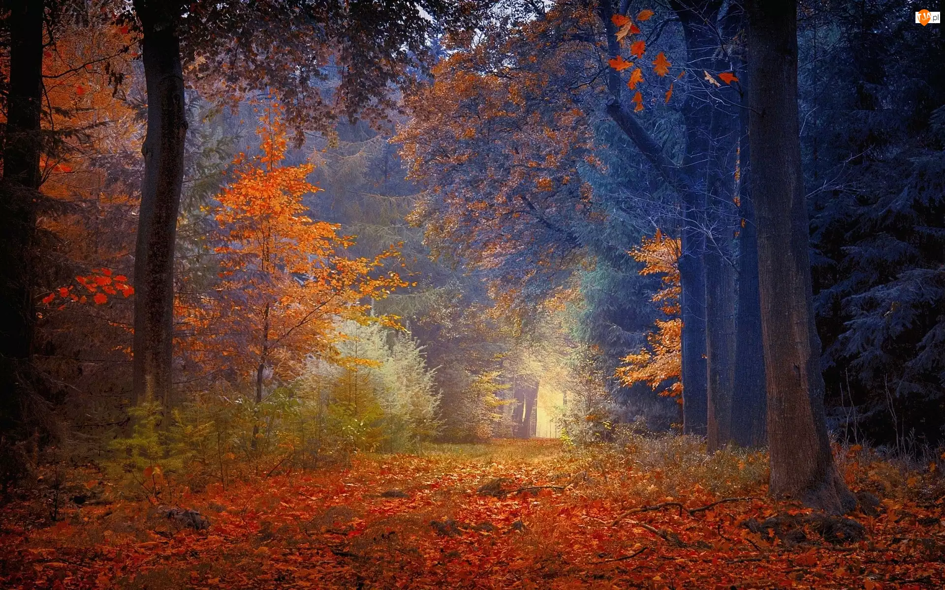 Liście, Drzewa, las, Jesień, Droga, Kolorowe