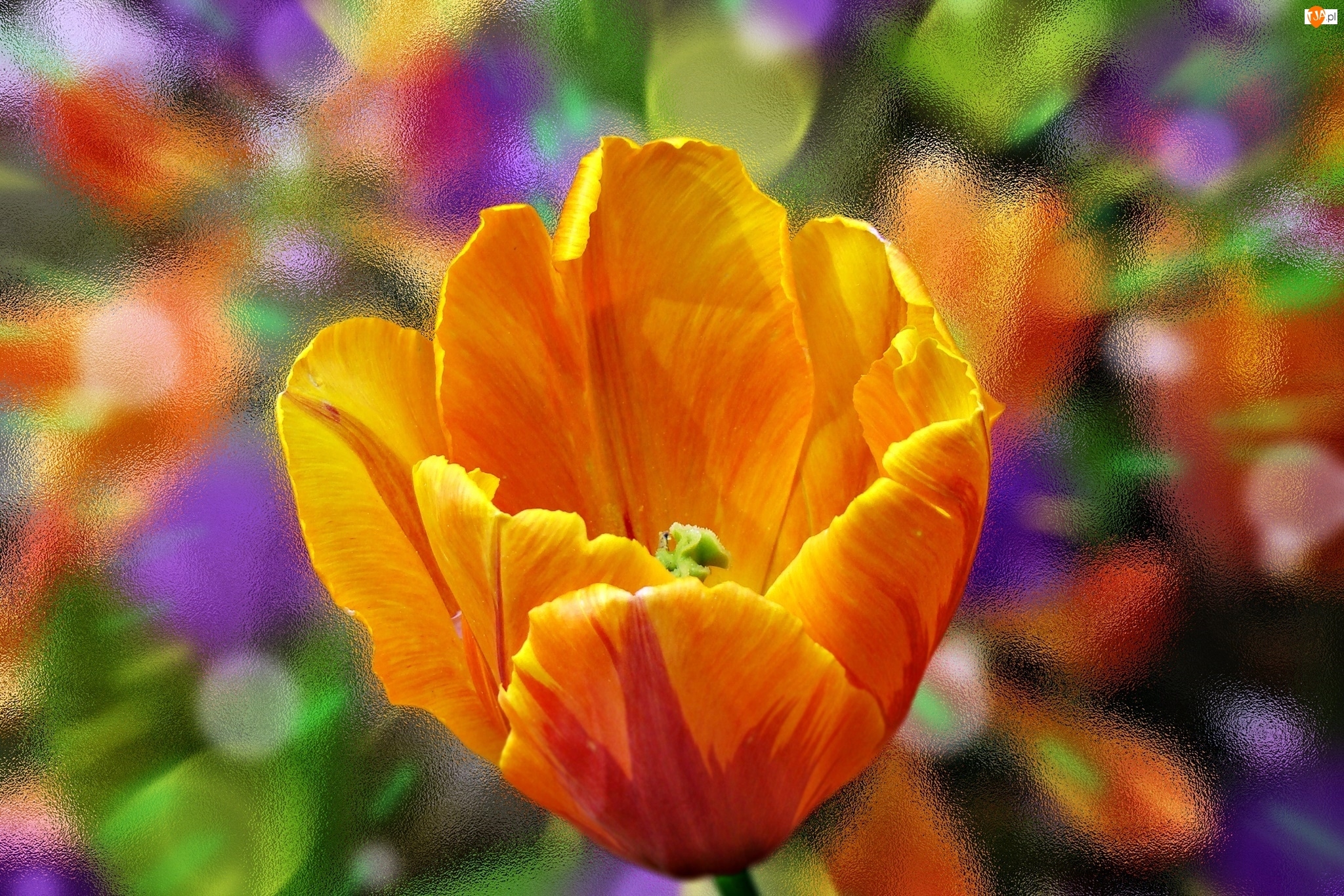 Makro, Tulipan, Kwiat, Pomarańczowy, Szyba
