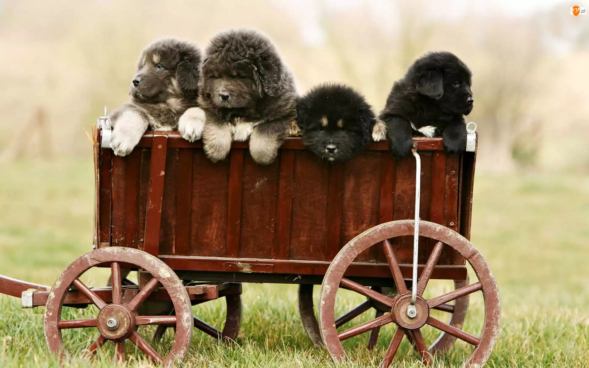 Szczeniaki, Tybetański, Psy, Wózek, Mastiff