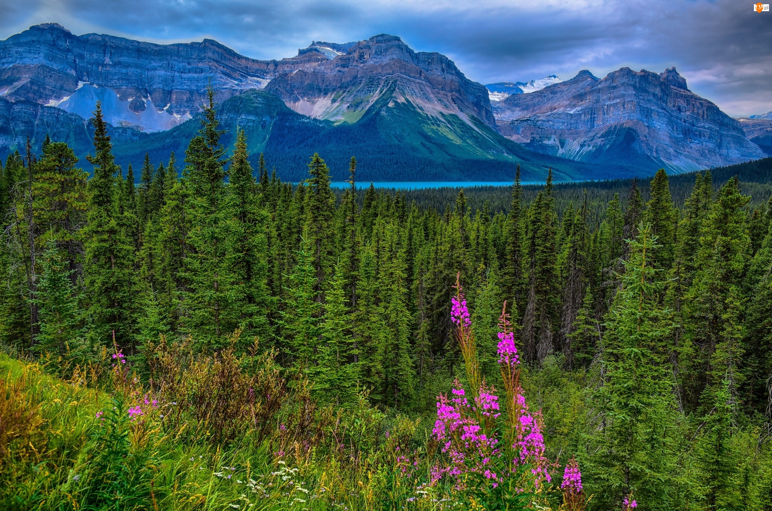 Łąka, Kanada, Góry, Jezioro Hector Lake, Prowincja Alberta, Lasy, Drzewa, Park Narodowy Jasper