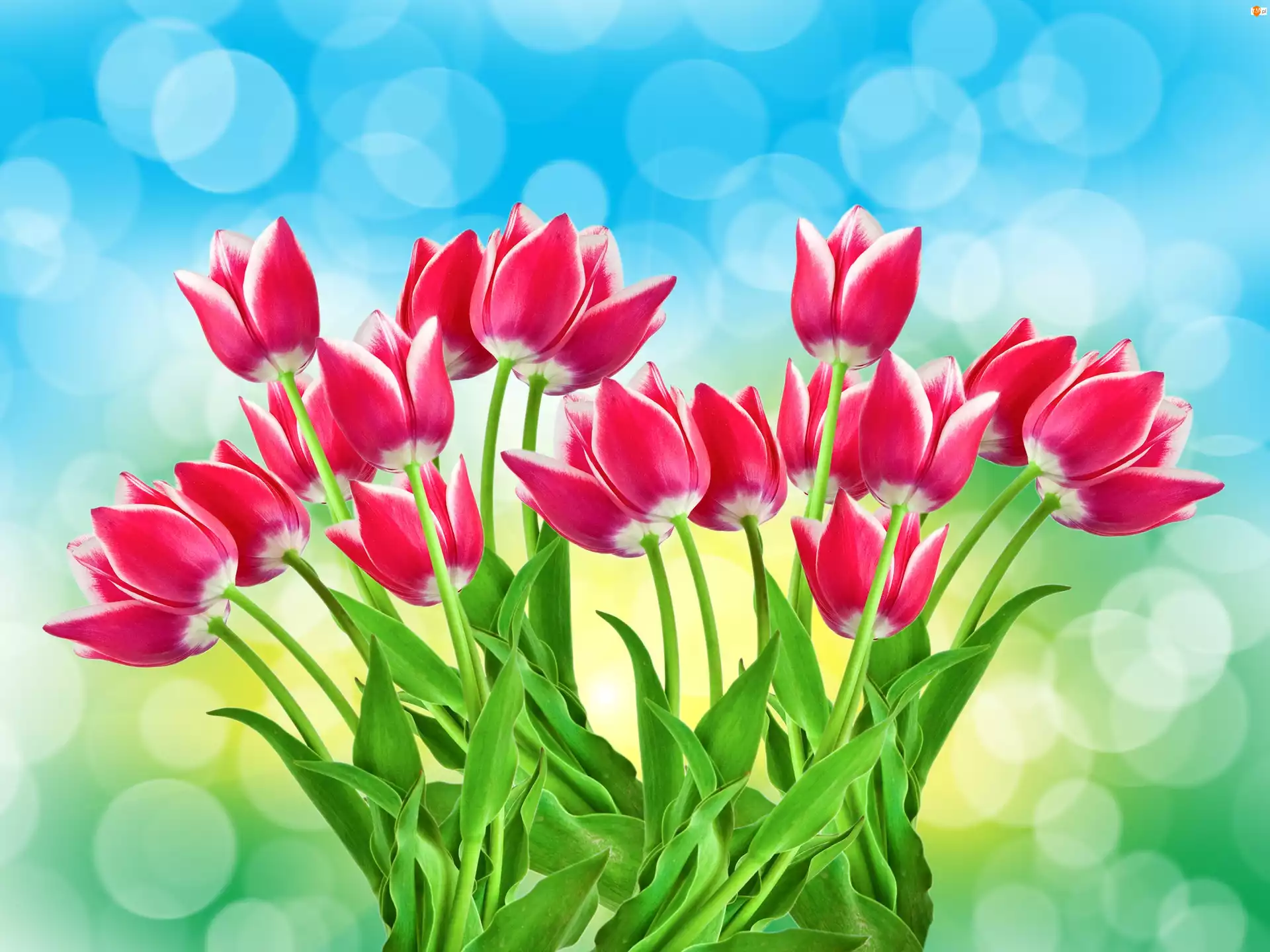 Tulipany, Biało, Różowe