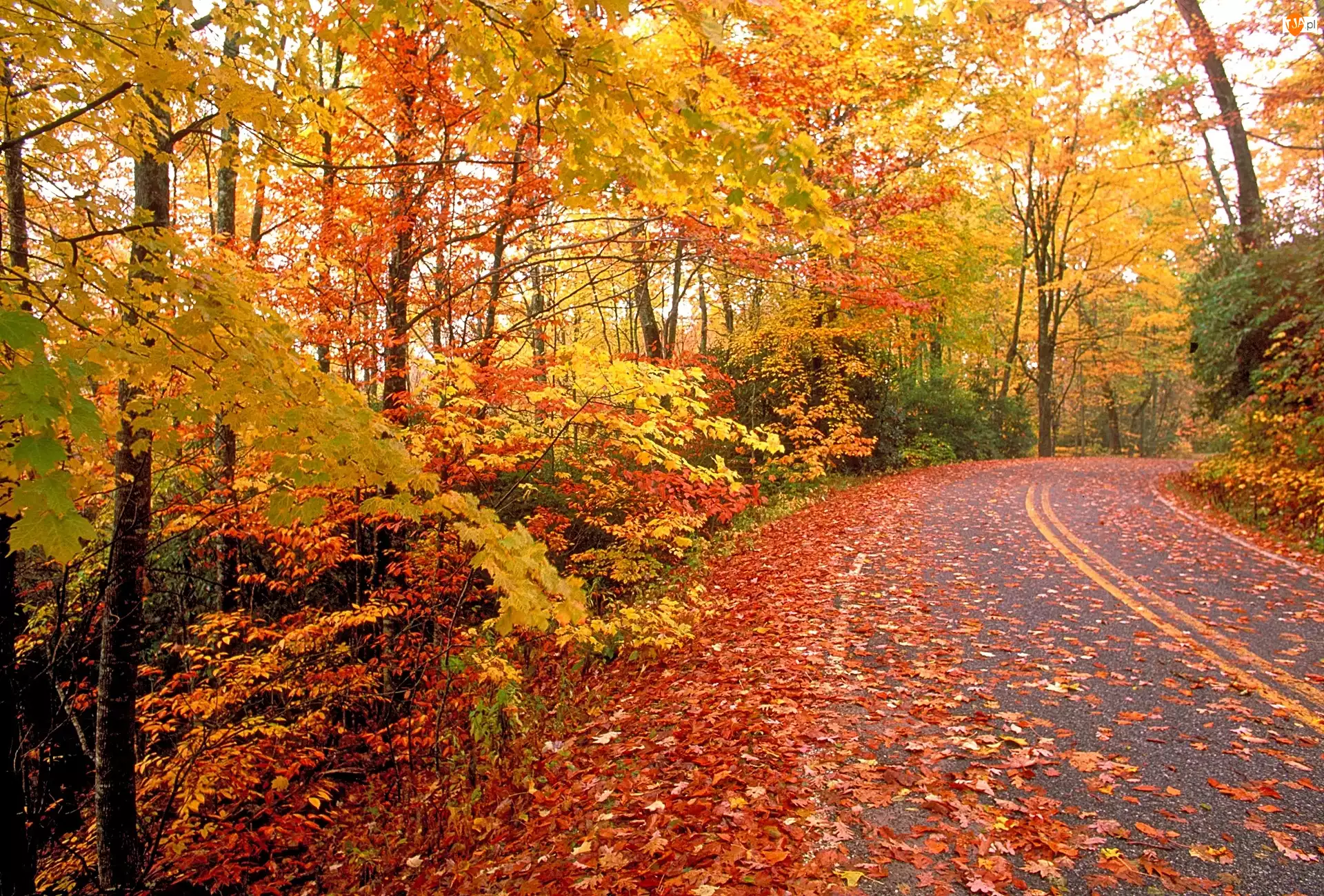 Droga, Jesień, Las, Drzewa