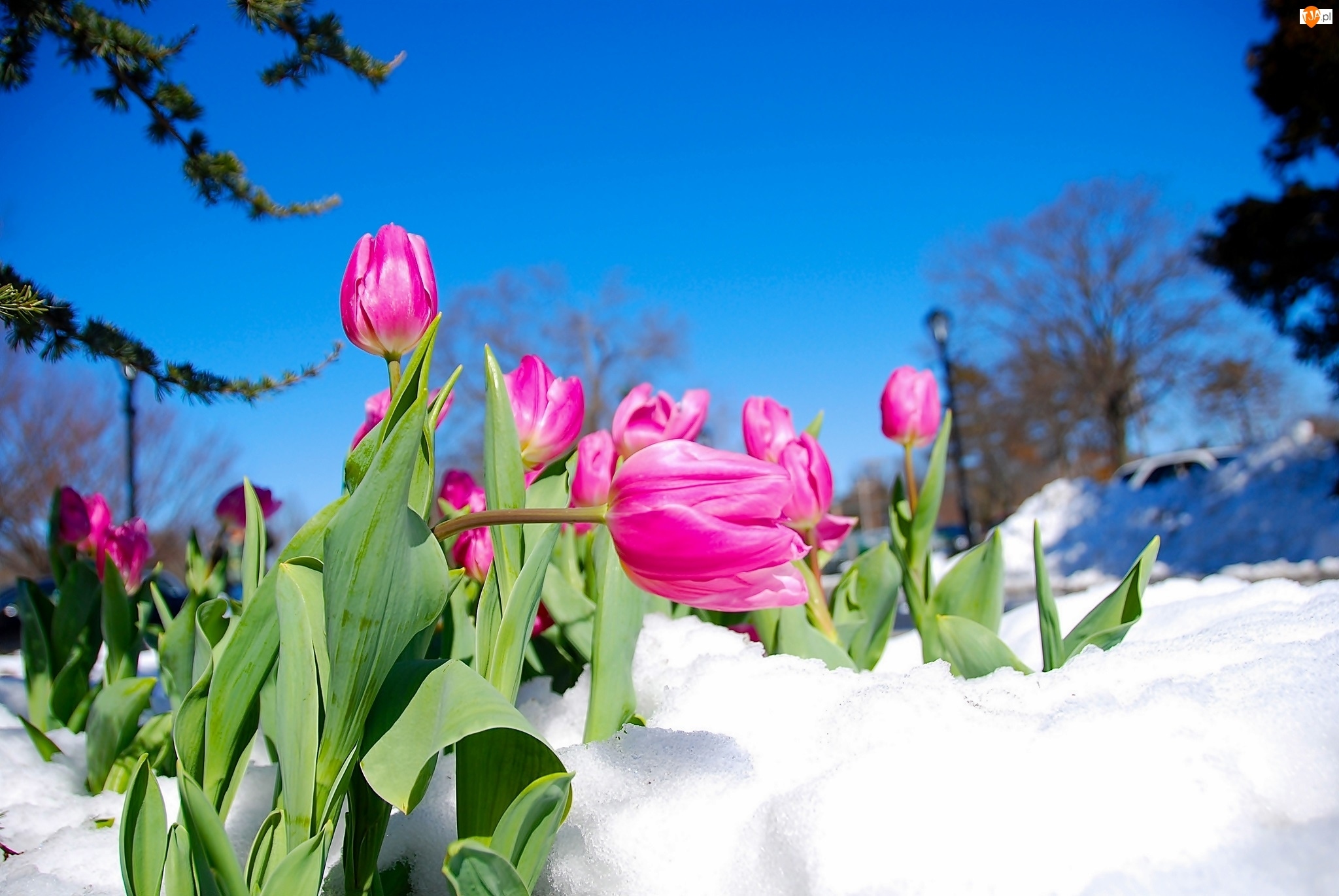 Śnieg, Różowe, Tulipany