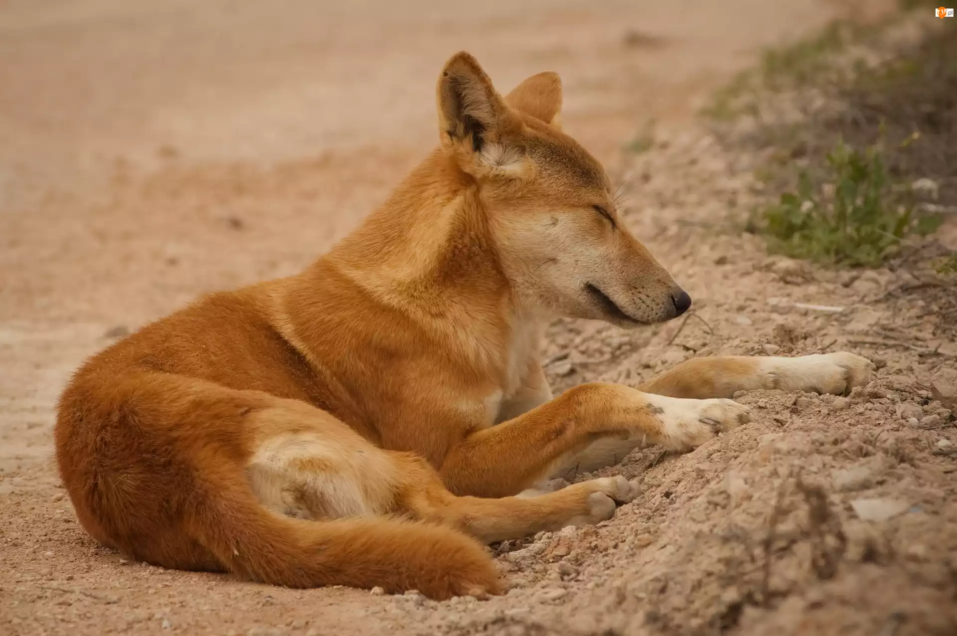Dingo, Śpiący, Pies