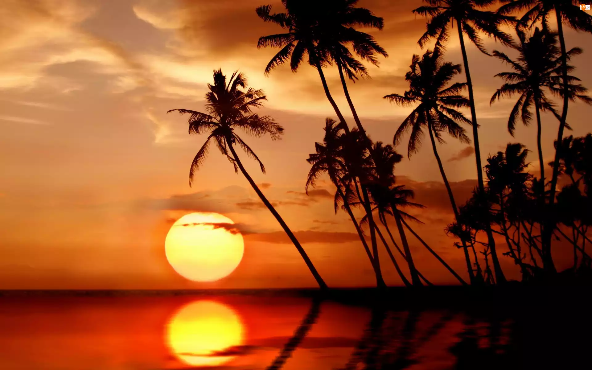 Palmy, Morze, Zachód Słońca