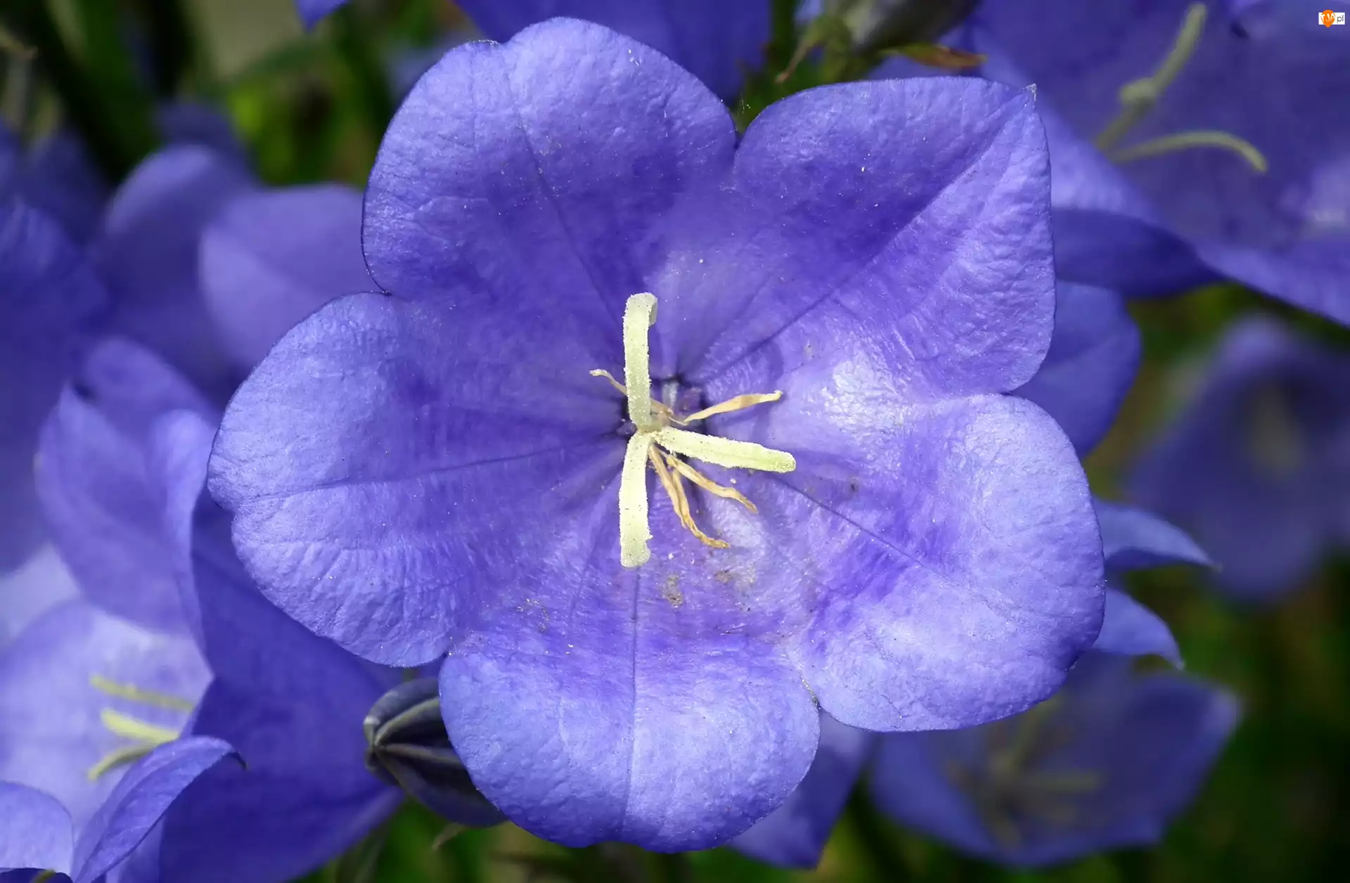 Przyroda, Niebieski, Kwiat, Rozwar