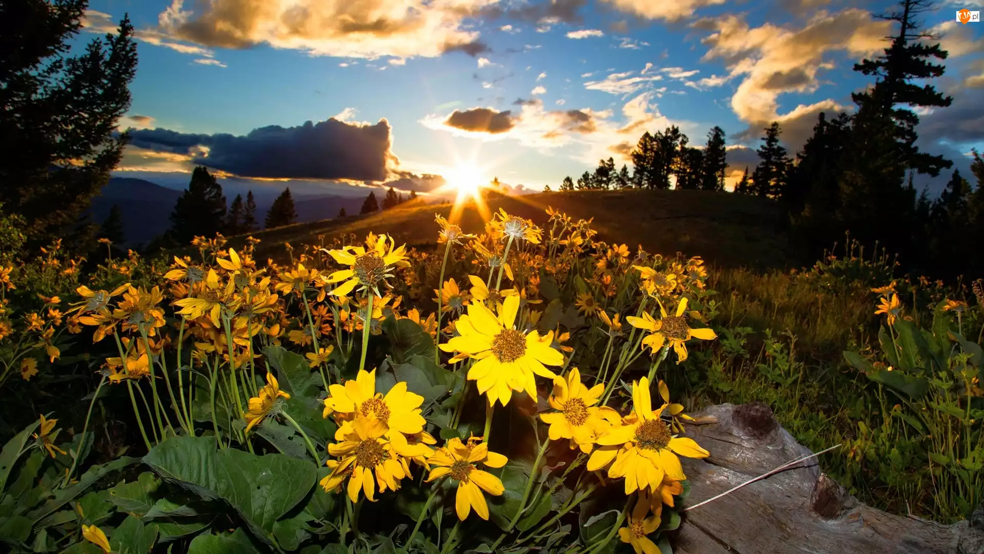 Zachód Słońca, Kwiaty, Wzgórze, Żółte