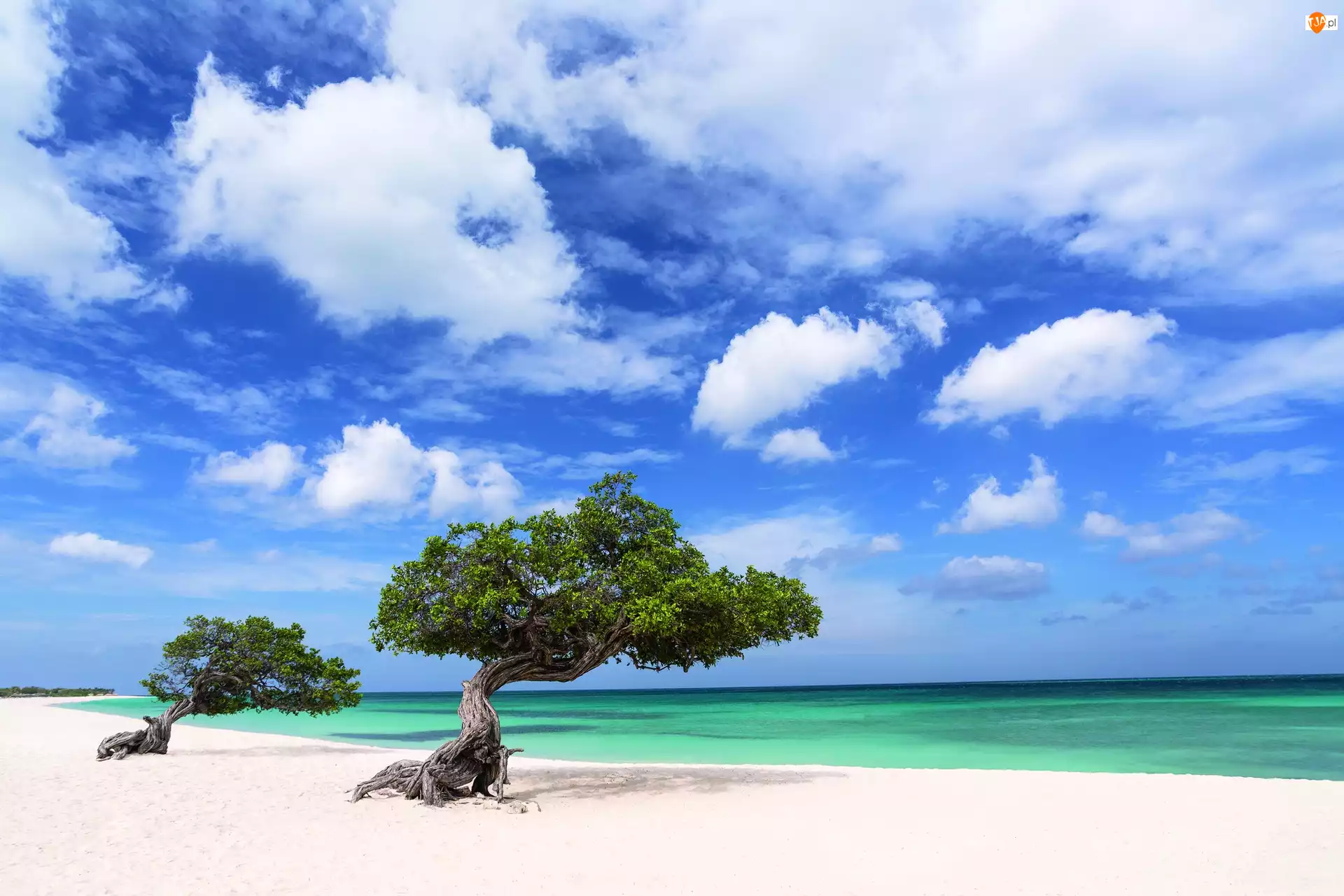 Morze, Dwa, Plaża, Drzewa, Aruba