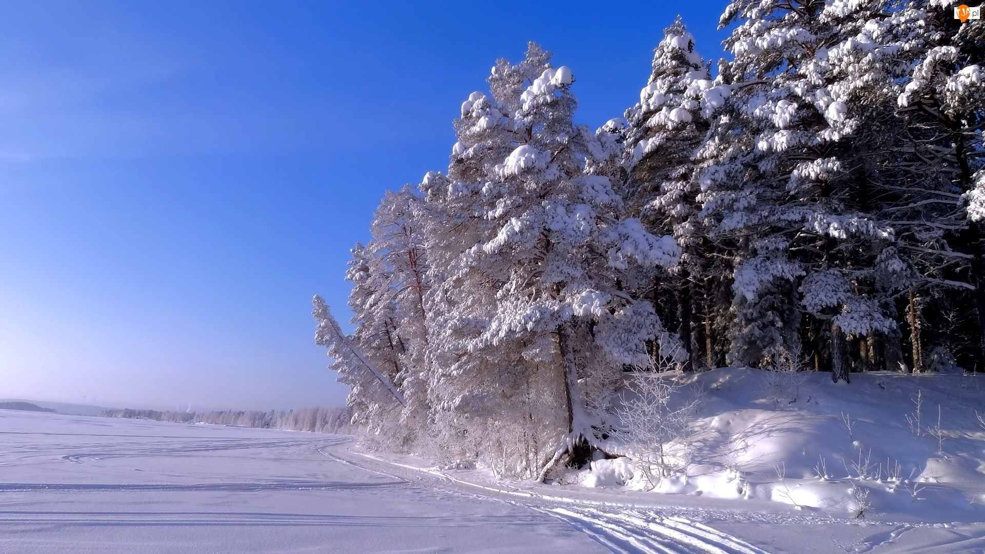 Zima, Śnieg, Ośnieżone , Drzewa