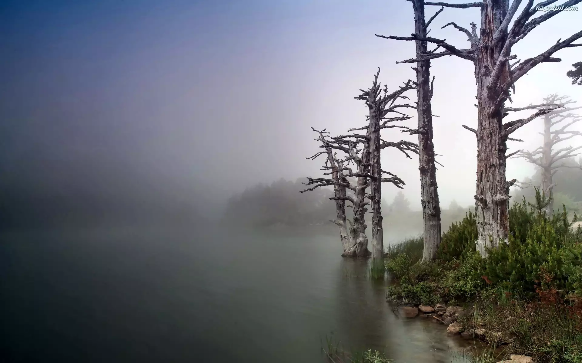 Mgła, Suche Drzewa, Jezioro, Brzeg