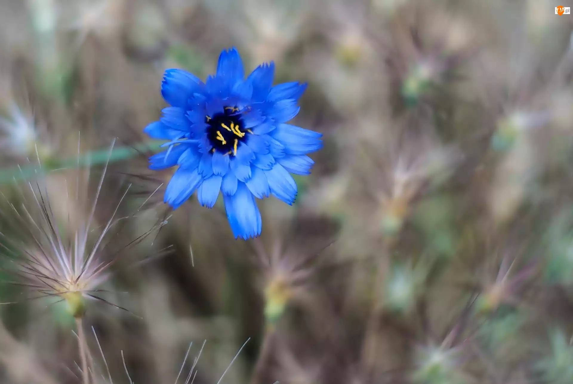 Kwiat, Niebieski