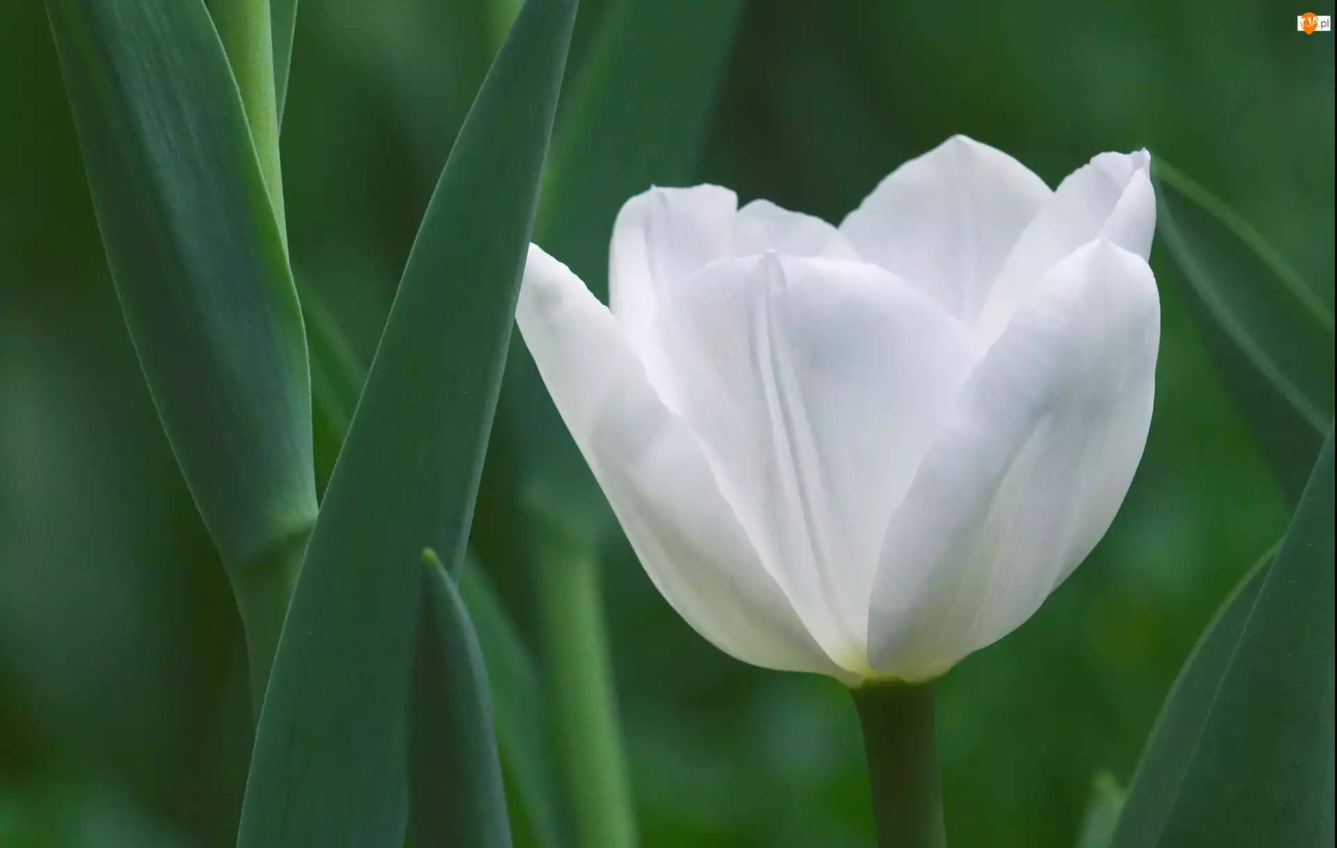 Biały, Kwiat, Tulipan
