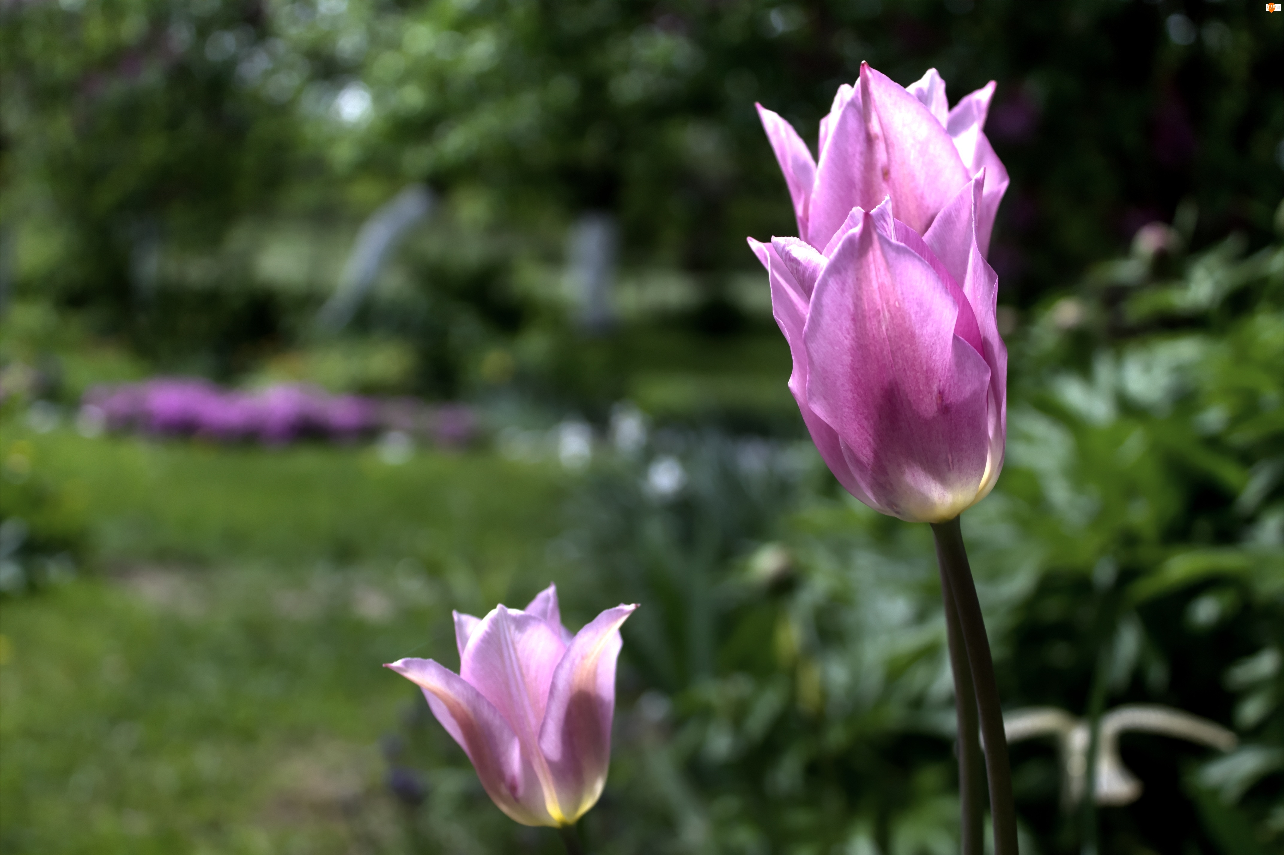 Kwiat, Różowy, Tulipan