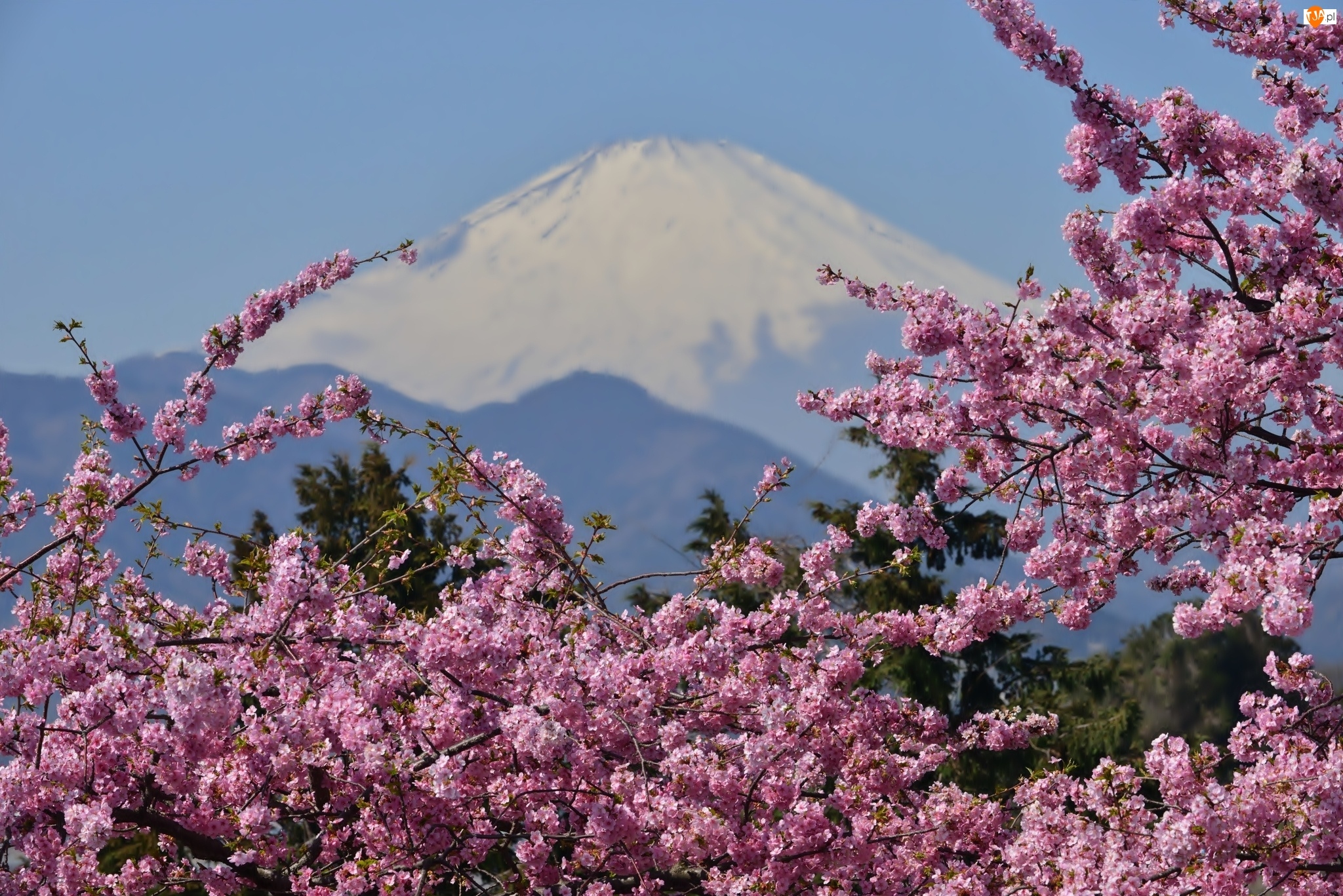 Kwitnące, Japonia, Góra, Wulkan, Fuji, Gałązki
