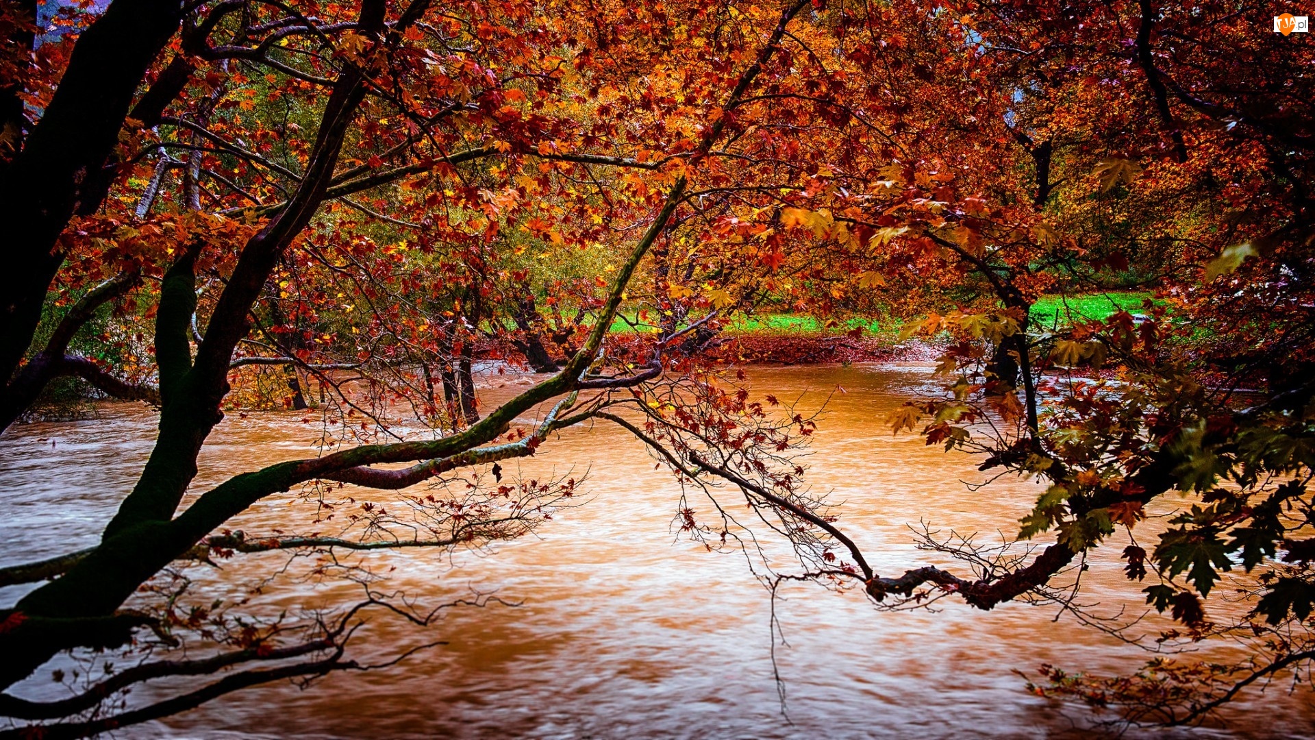 Rzeka, Jesień, Park, Drzewa