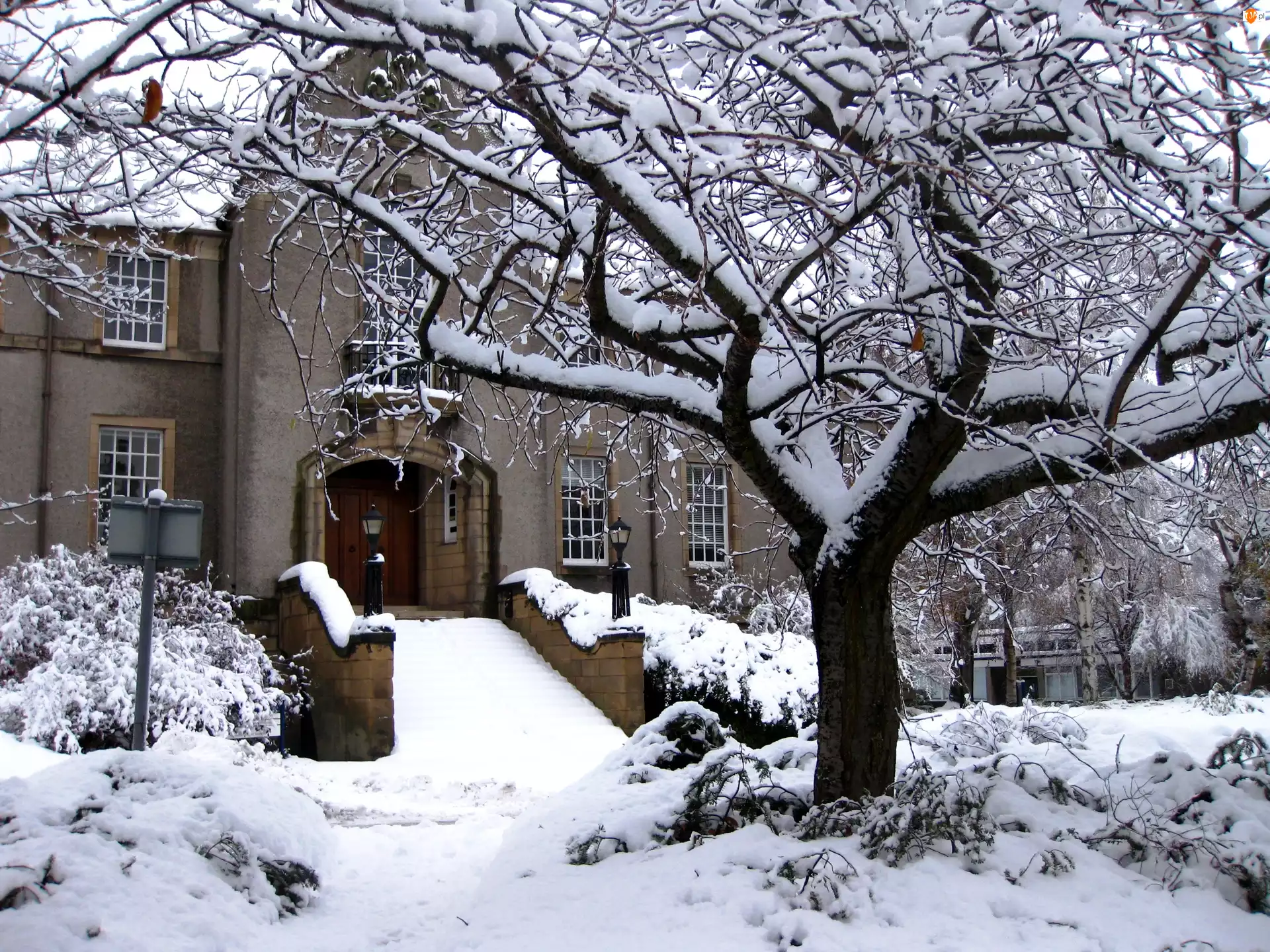 Zima, Śnieg, Dom, Drzewo