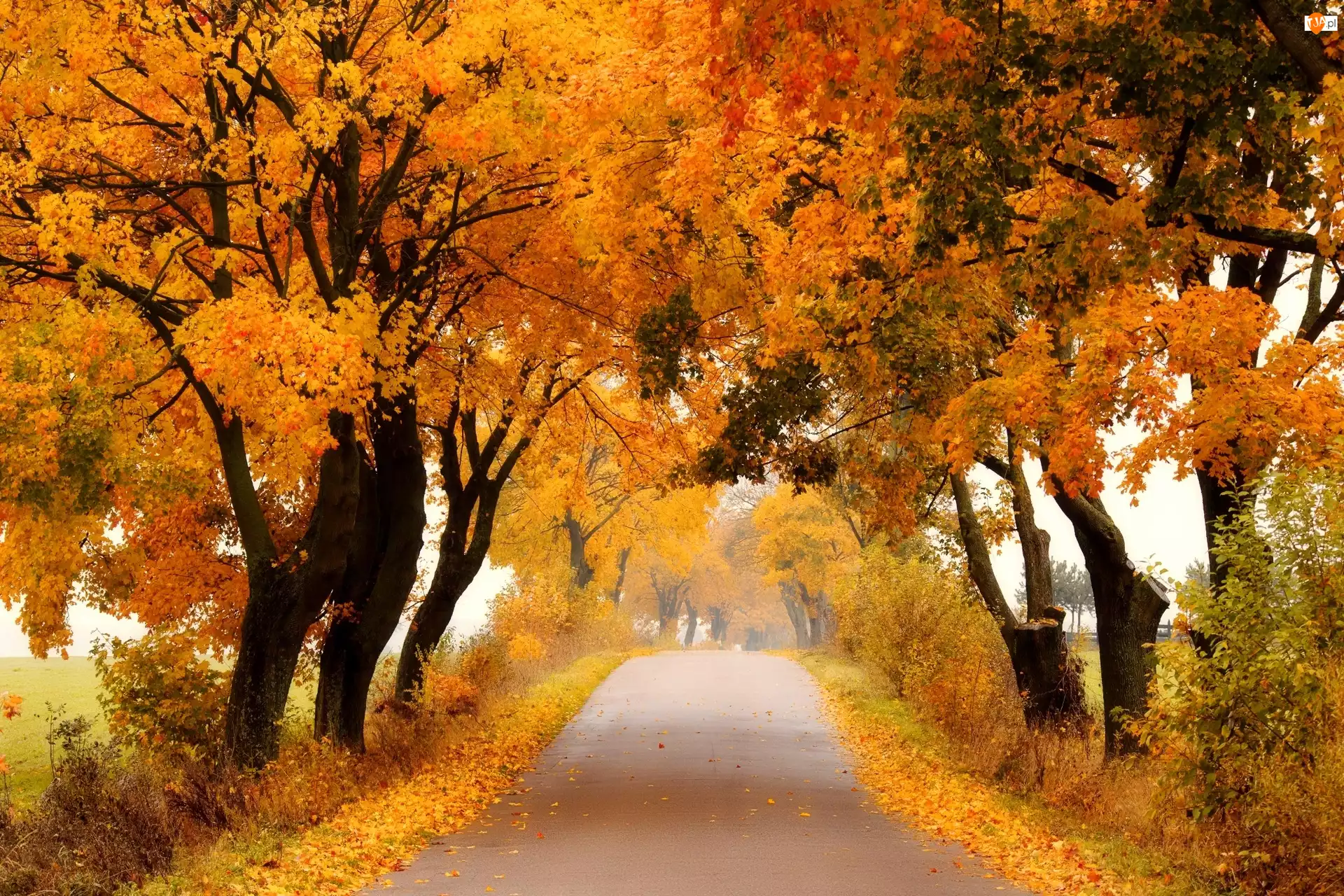 Droga, Jesień, Drzewa, Liście
