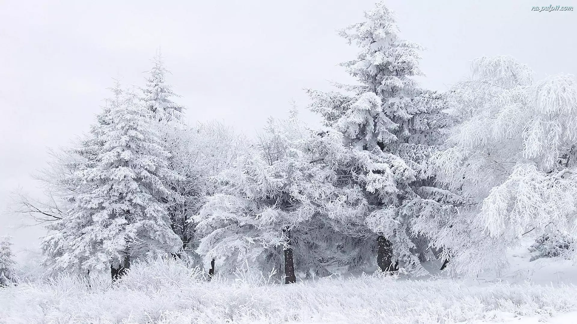 Drzewa, Śnieg, Szron