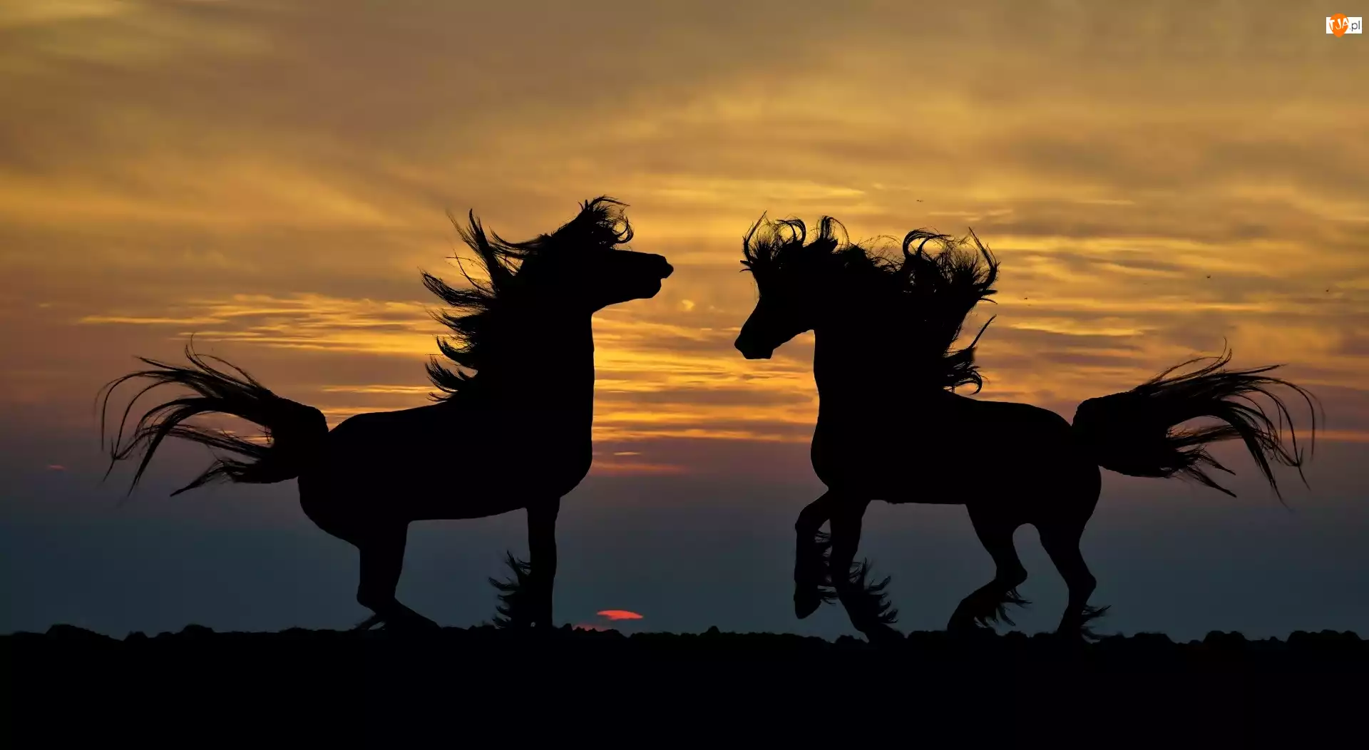 Konie, Zachód Słońca