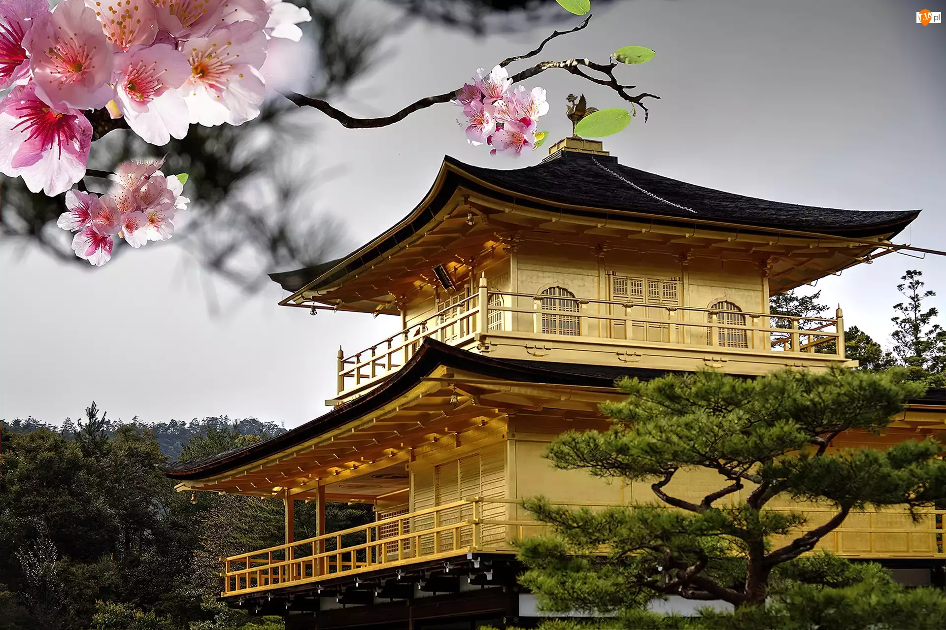 owocowego-japo-ski-kwiaty-dom-drzewa