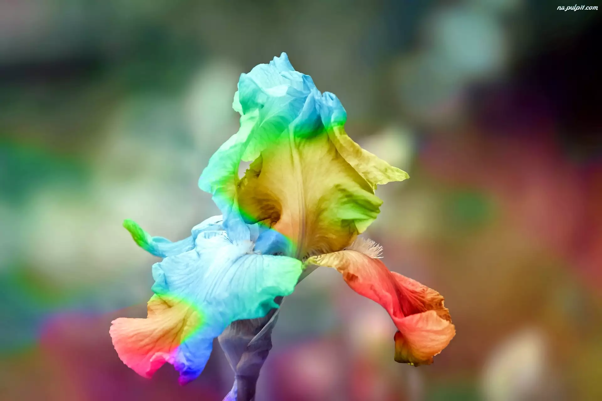 Kwiat, Irys, Kolorowy